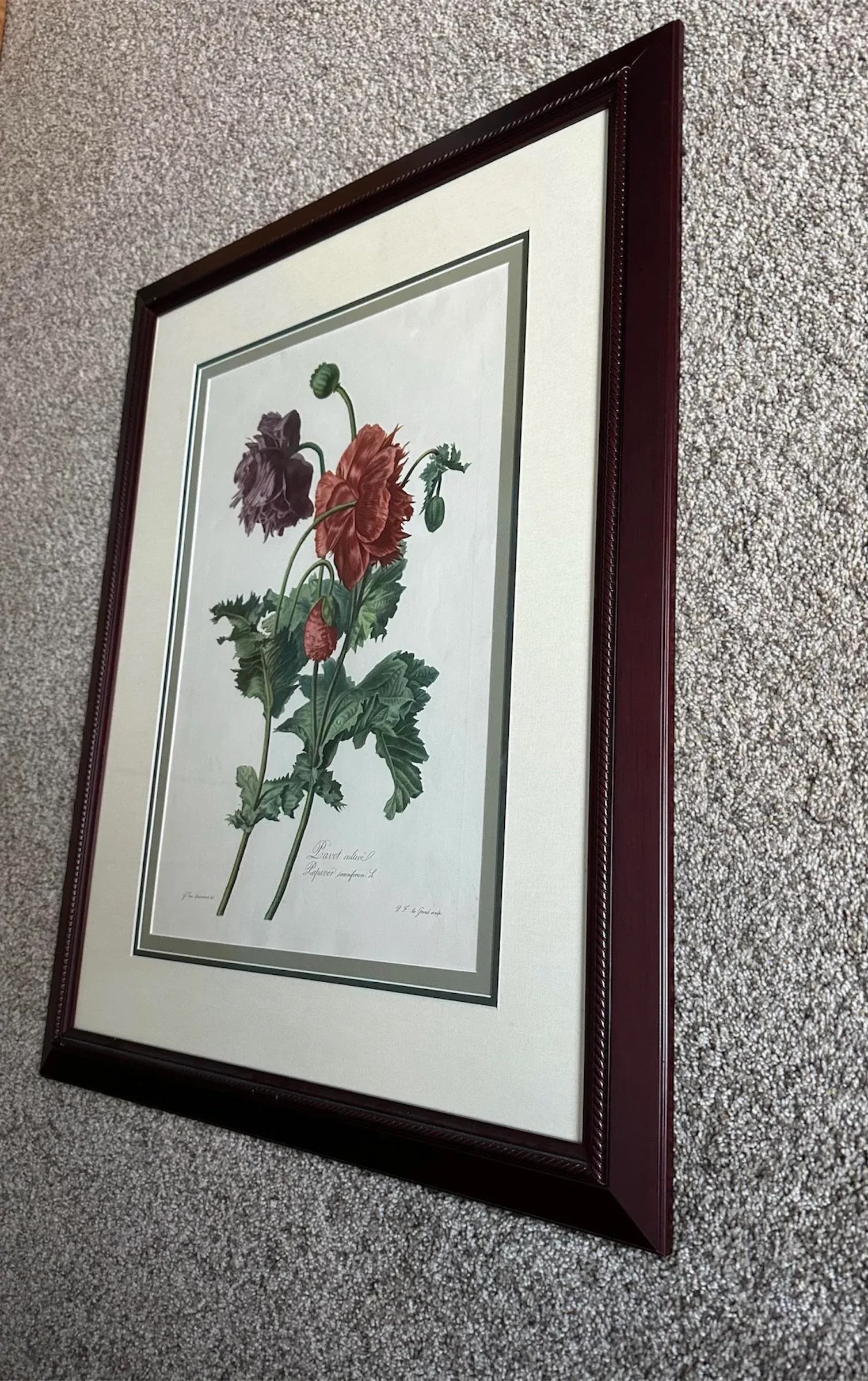 Antique Botanical of Poppy Flowers 19th C. Chromolithograph Poppy From Fleurs Dessinees d'Apres Natu - 3