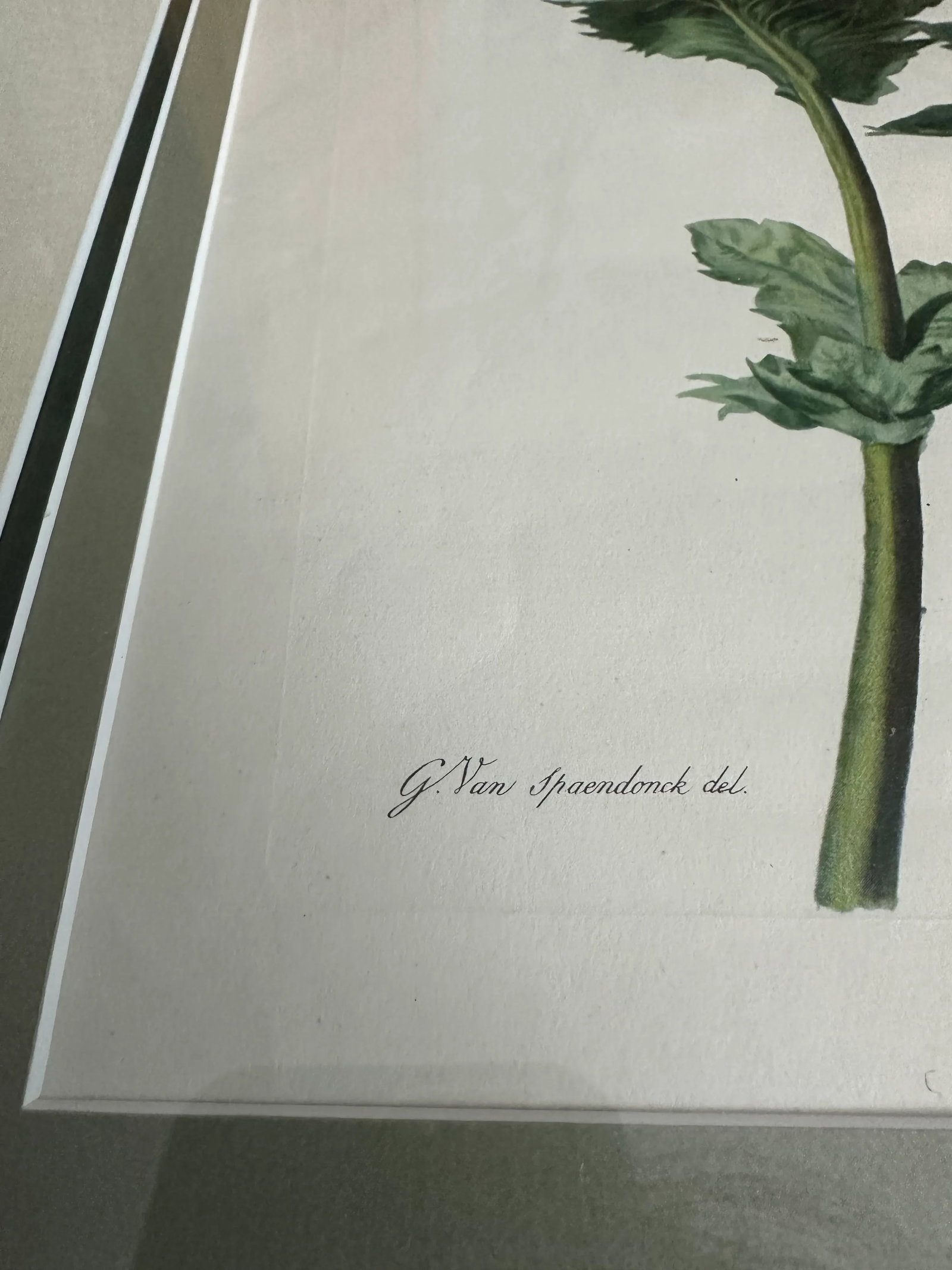 Antique Botanical of Poppy Flowers 19th C. Chromolithograph Poppy From Fleurs Dessinees d'Apres Natu - 4