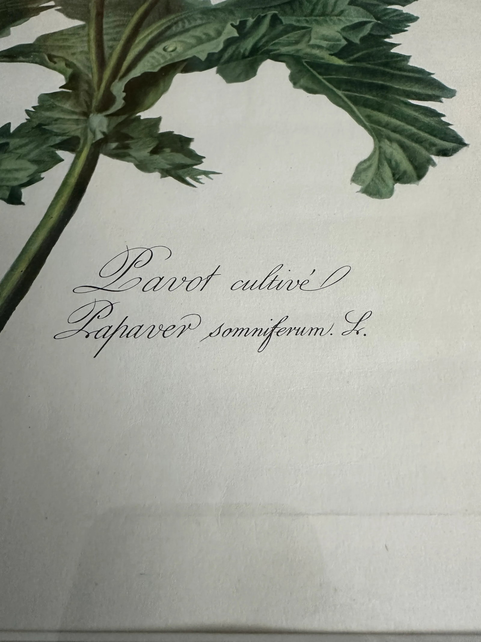 Antique Botanical of Poppy Flowers 19th C. Chromolithograph Poppy From Fleurs Dessinees d'Apres Natu - 5