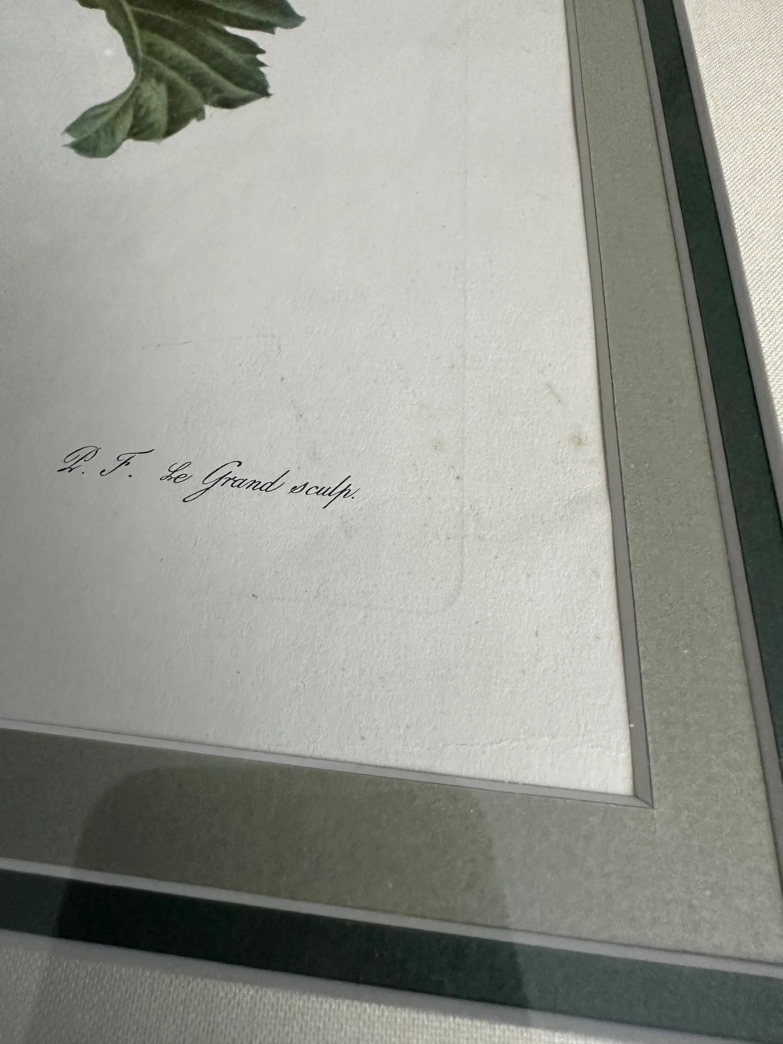 Antique Botanical of Poppy Flowers 19th C. Chromolithograph Poppy From Fleurs Dessinees d'Apres Natu - 6