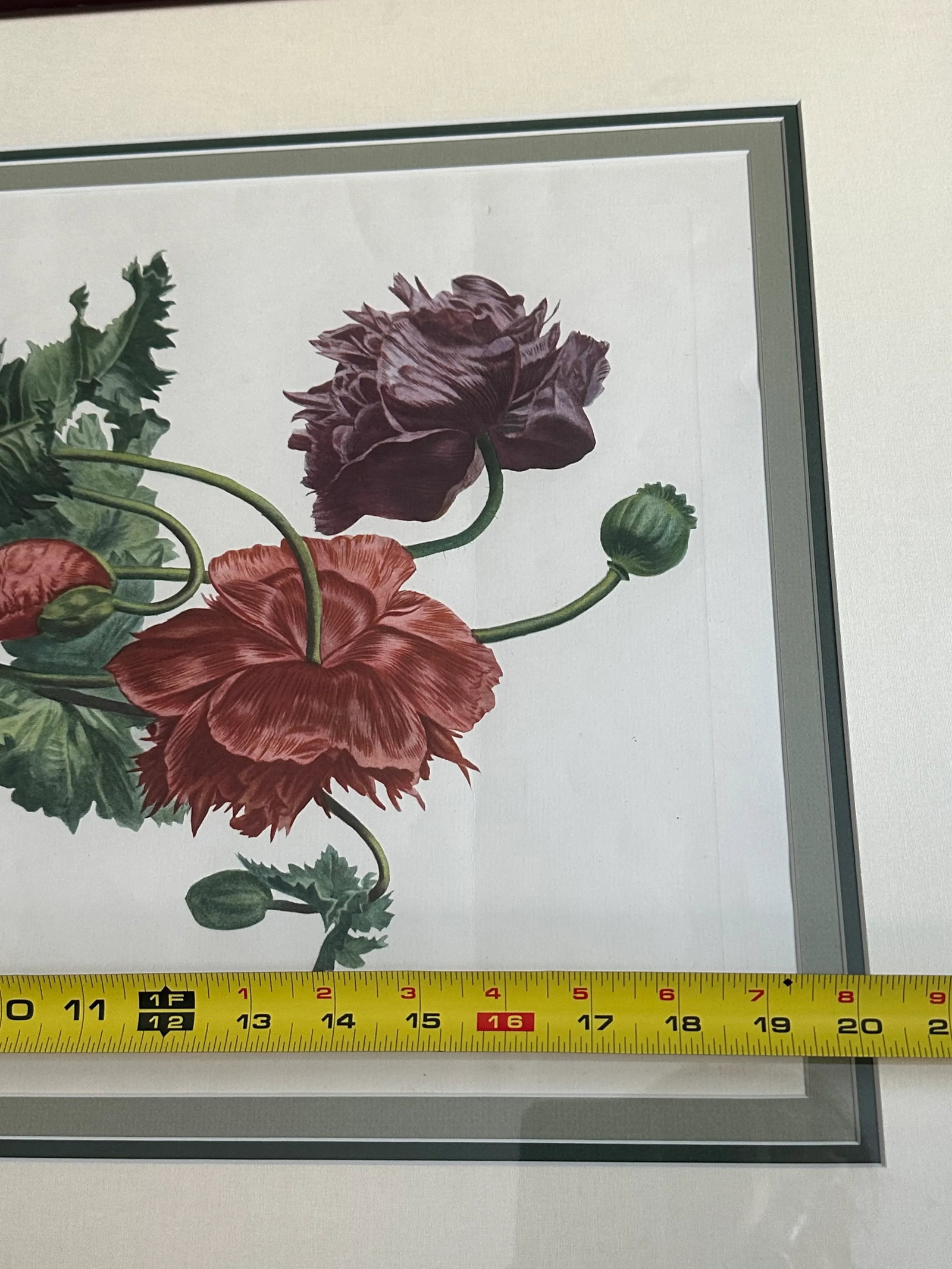 Antique Botanical of Poppy Flowers 19th C. Chromolithograph Poppy From Fleurs Dessinees d'Apres Natu - 8