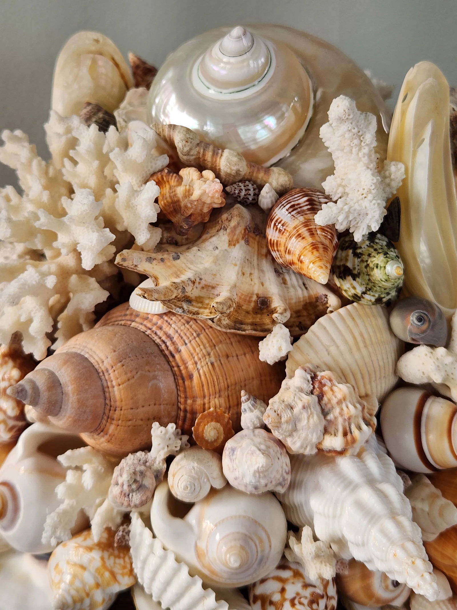 Seashell and Urn Sculpture Topiary - 3