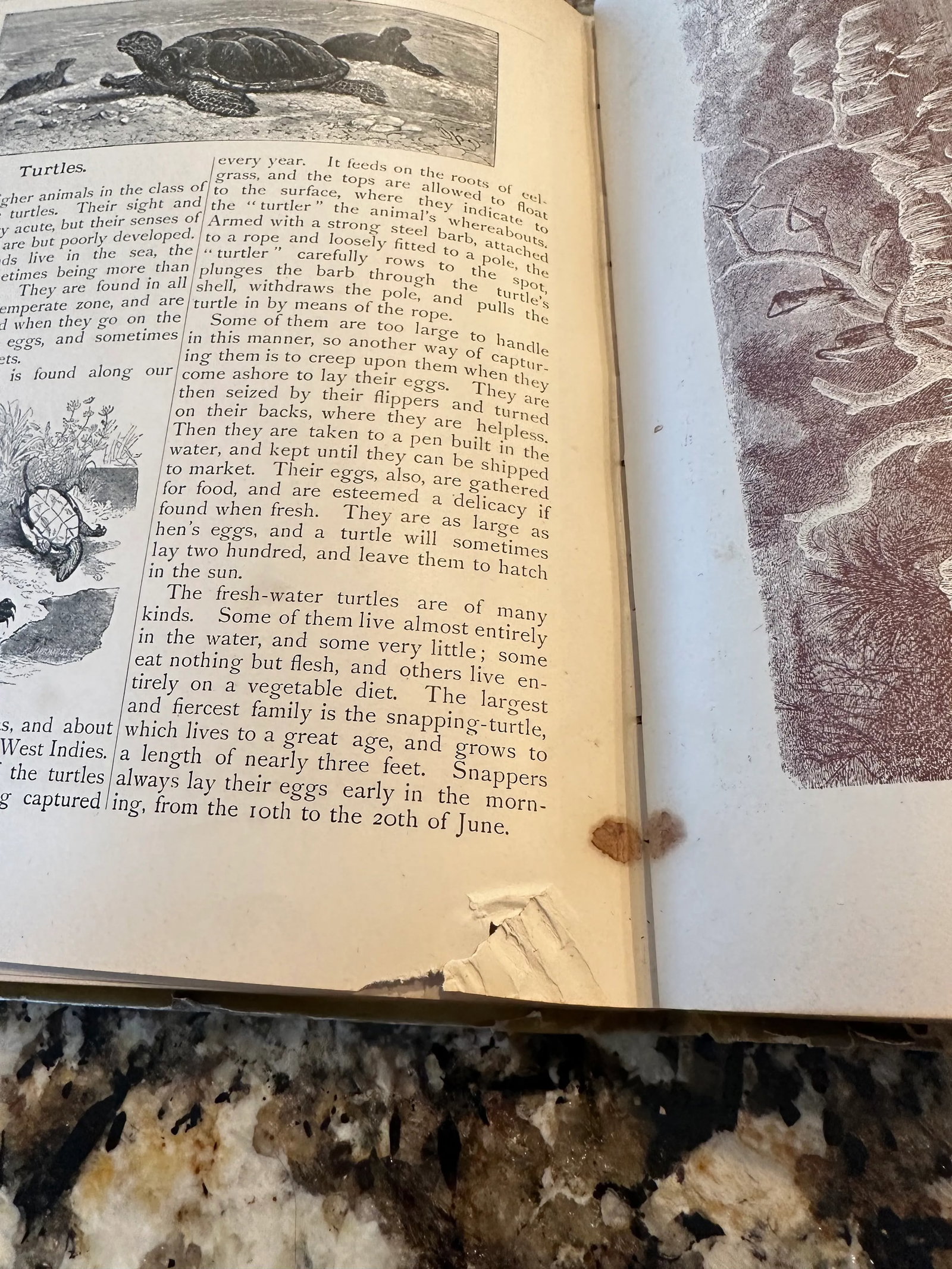 Antique Hardcover Book 1888 Worthington's Annual Children's Gift Book Stories Poems Illustration - 11