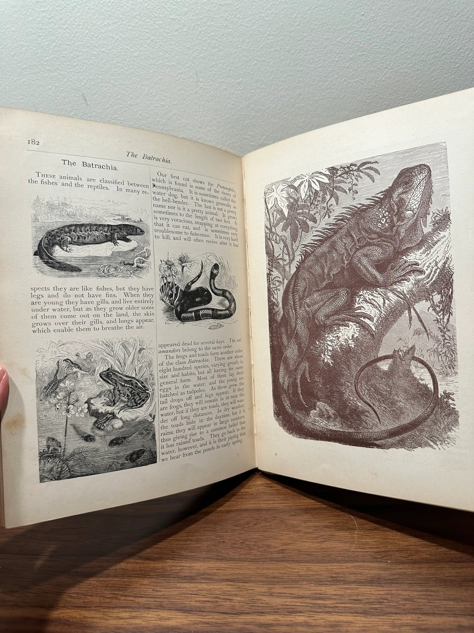 Antique Hardcover Book 1888 Worthington's Annual Children's Gift Book Stories Poems Illustration - 6