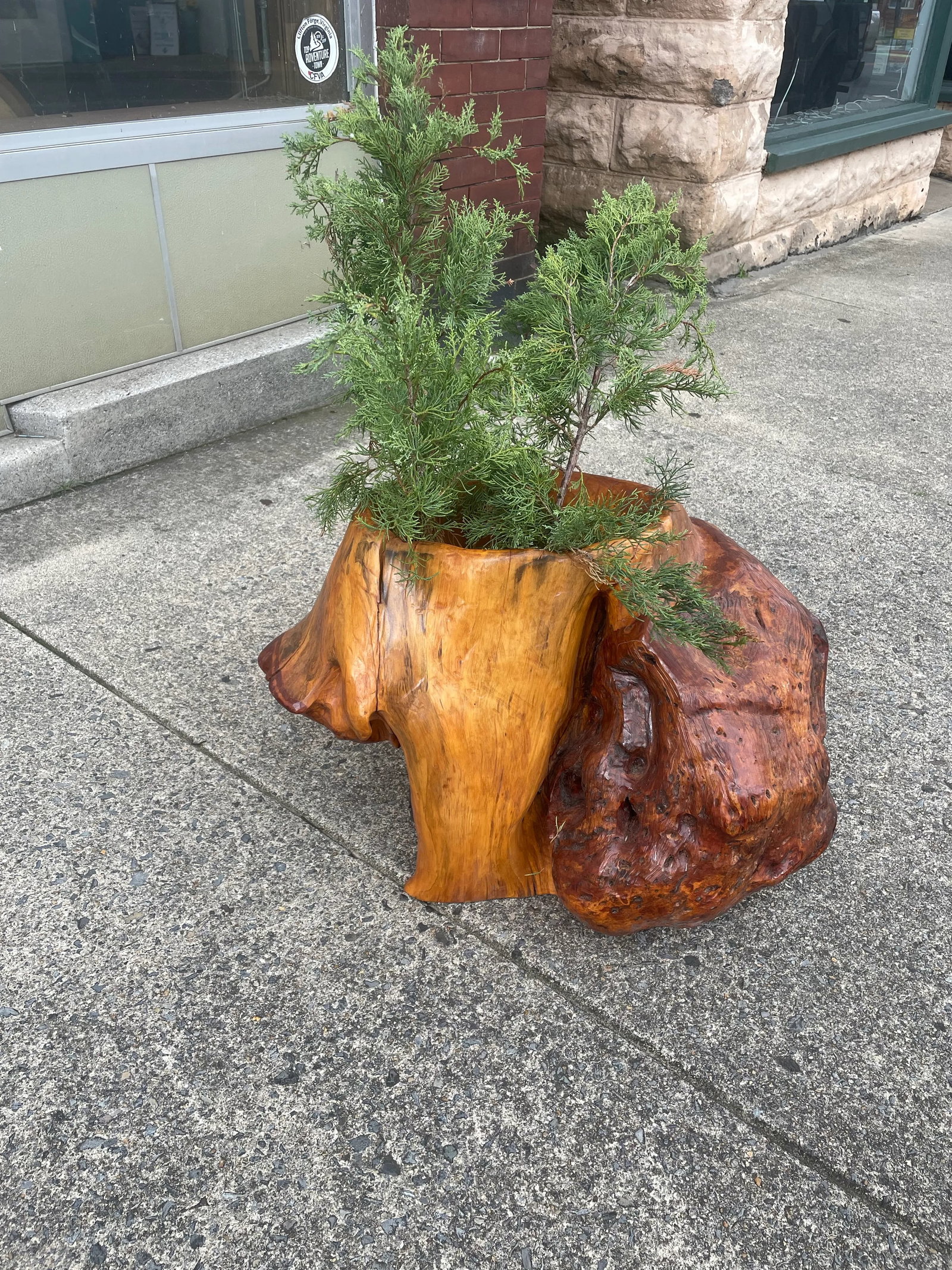 Abstract Free Form Burled Wood Sculpture Plant Stand Modern - 12