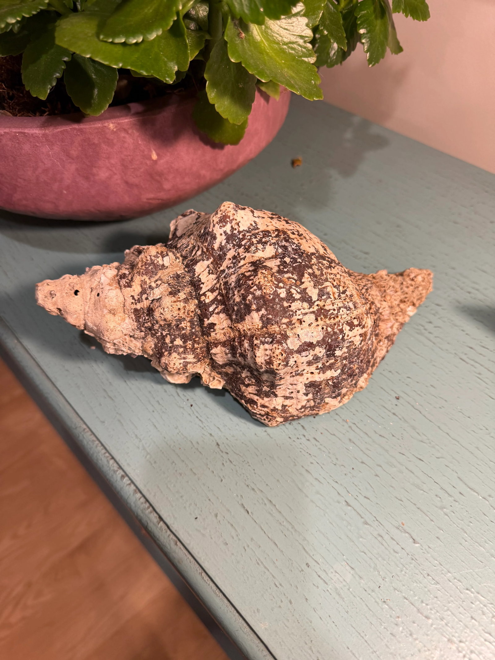 Pair Vintage Natural Horse Conch Seashell Specimen Organic Decor - 10