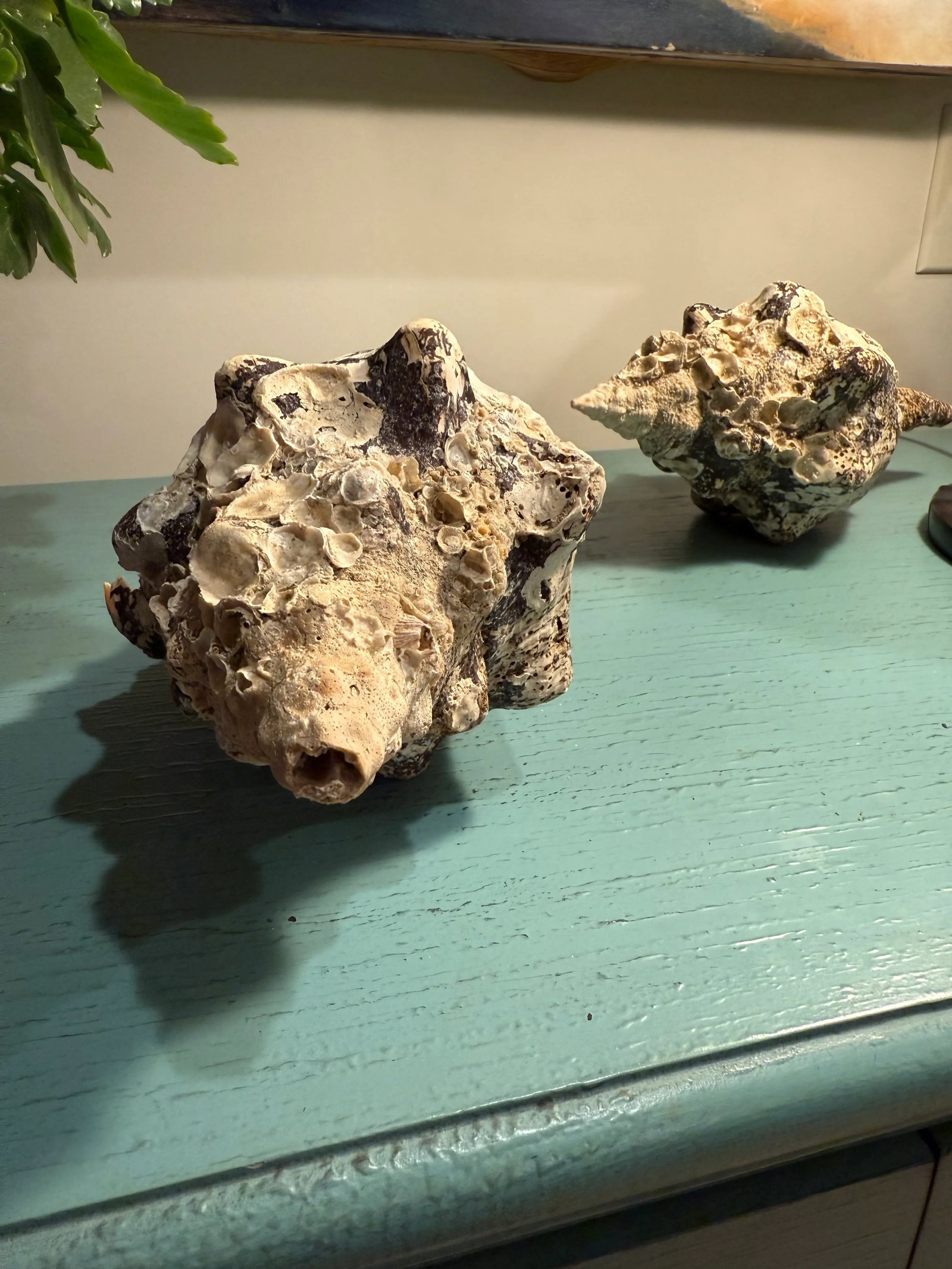 Pair Vintage Natural Horse Conch Seashell Specimen Organic Decor - 11