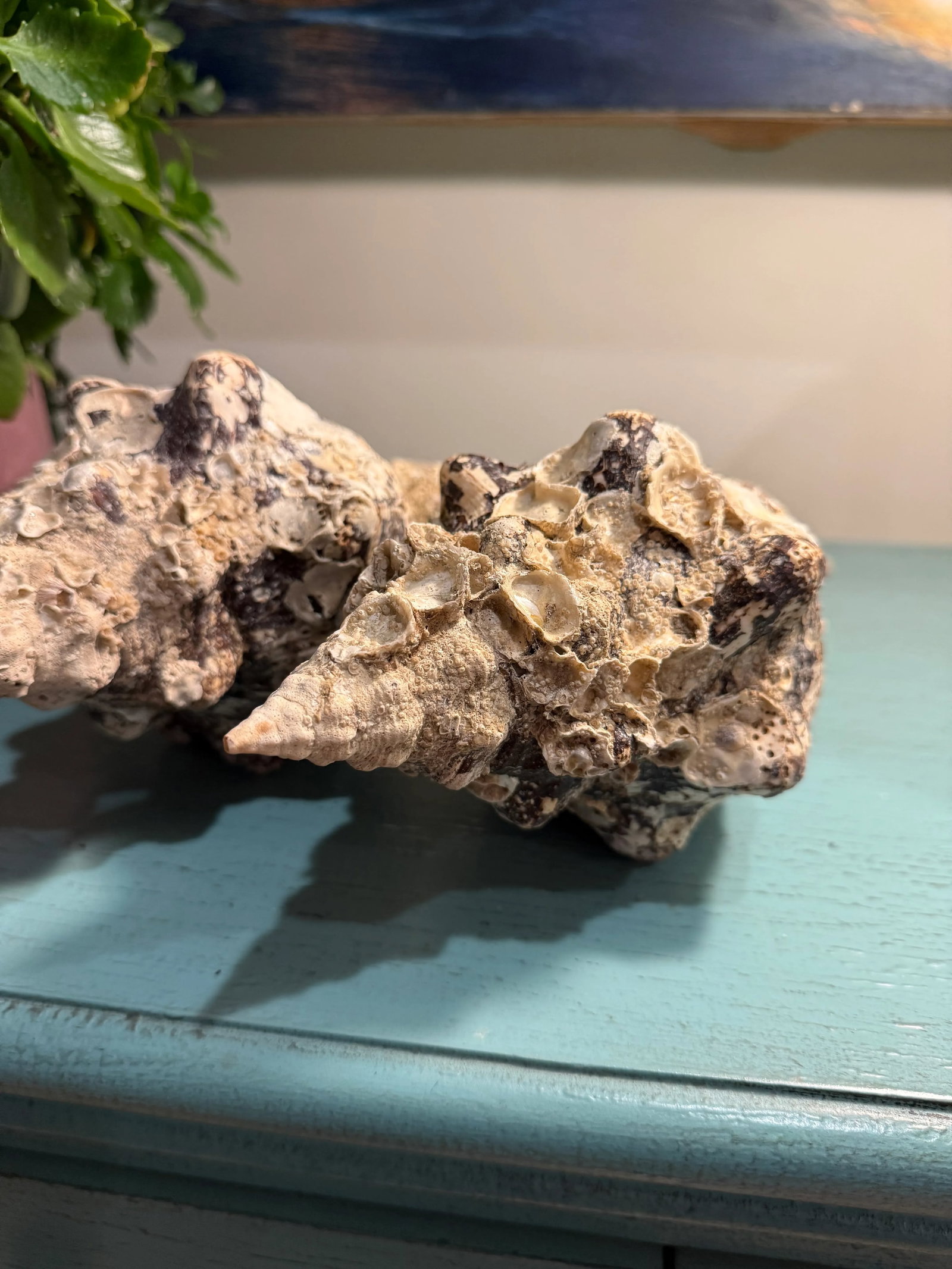 Pair Vintage Natural Horse Conch Seashell Specimen Organic Decor - 12