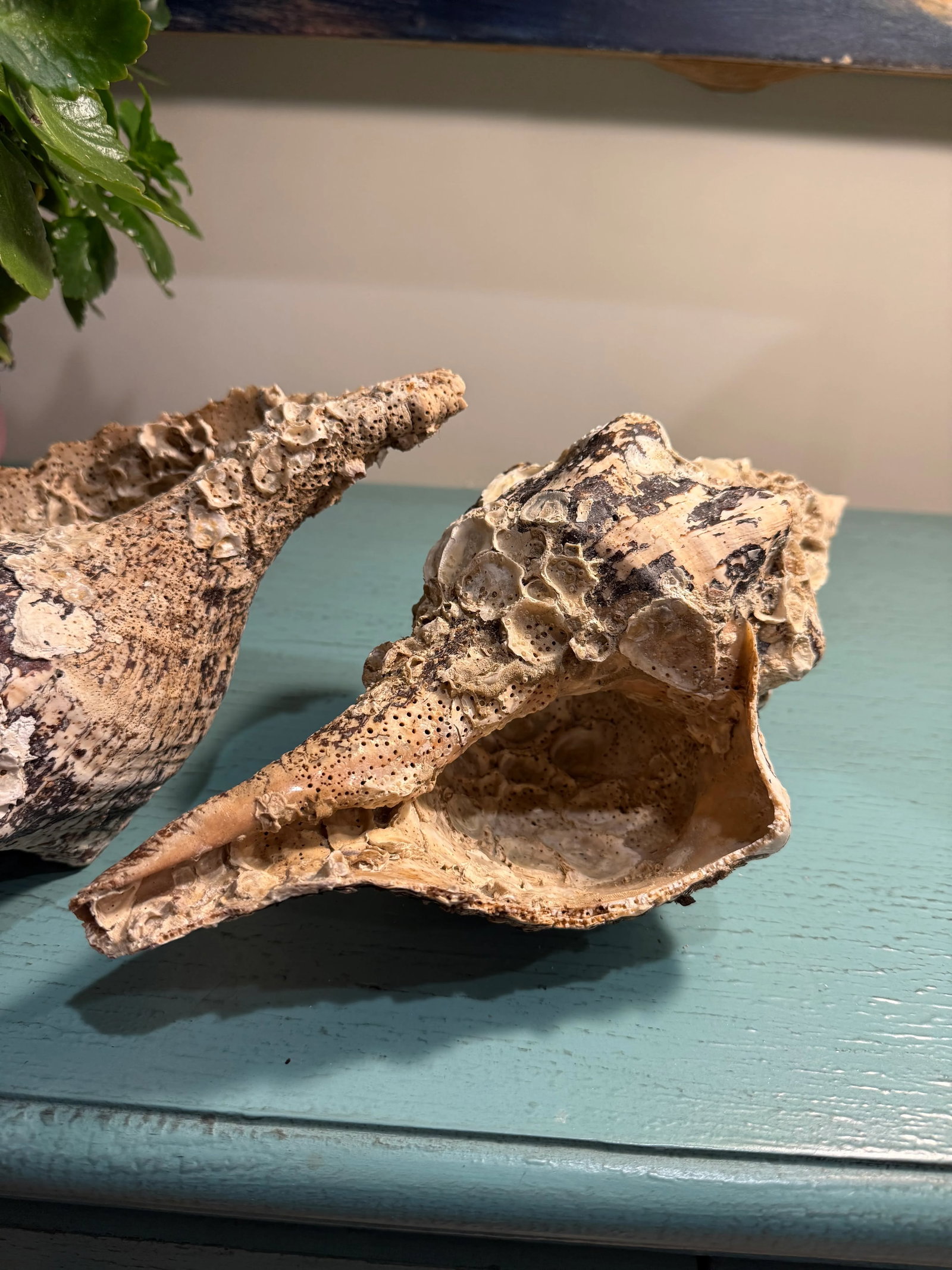 Pair Vintage Natural Horse Conch Seashell Specimen Organic Decor - 13