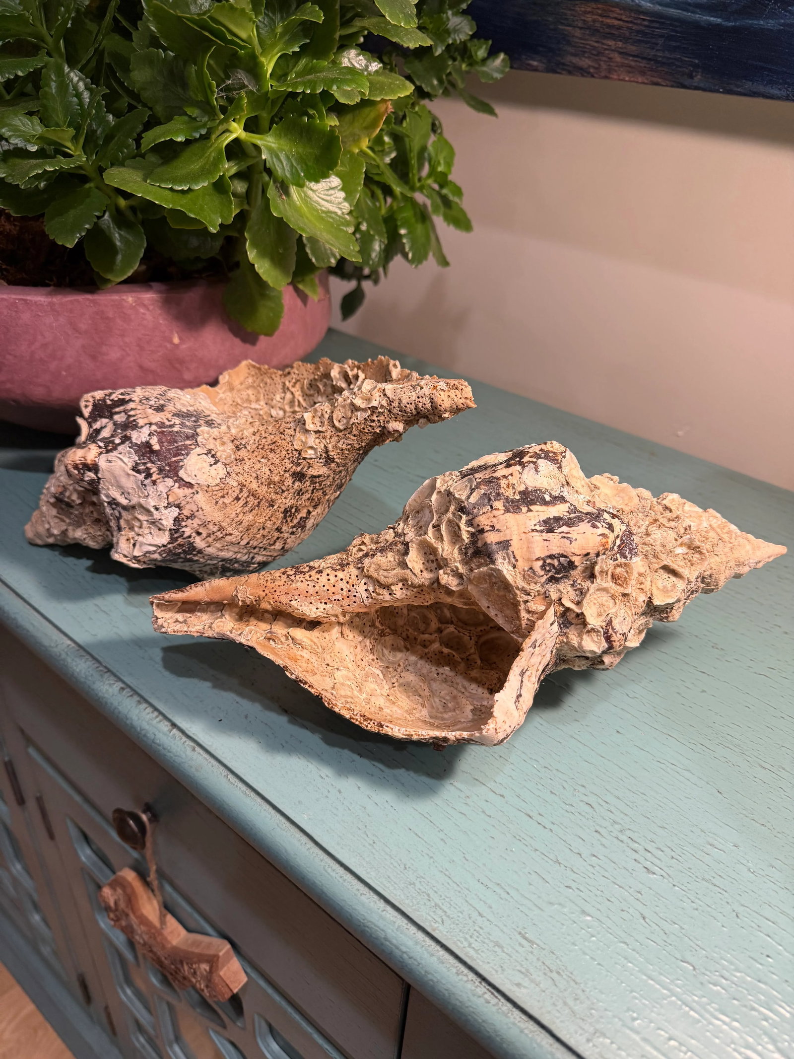 Pair Vintage Natural Horse Conch Seashell Specimen Organic Decor - 15