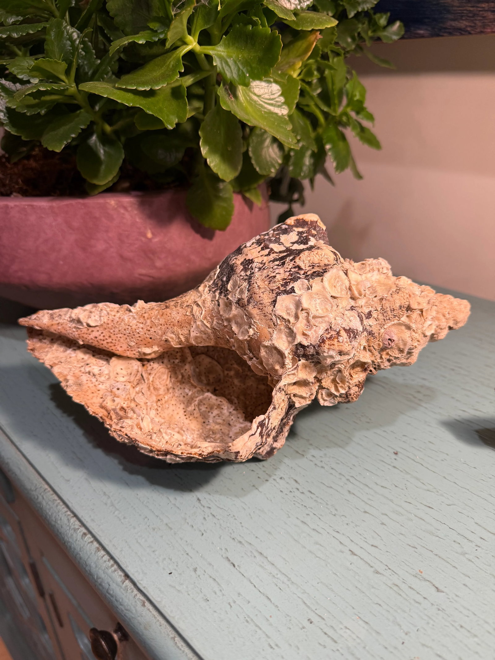 Pair Vintage Natural Horse Conch Seashell Specimen Organic Decor - 16