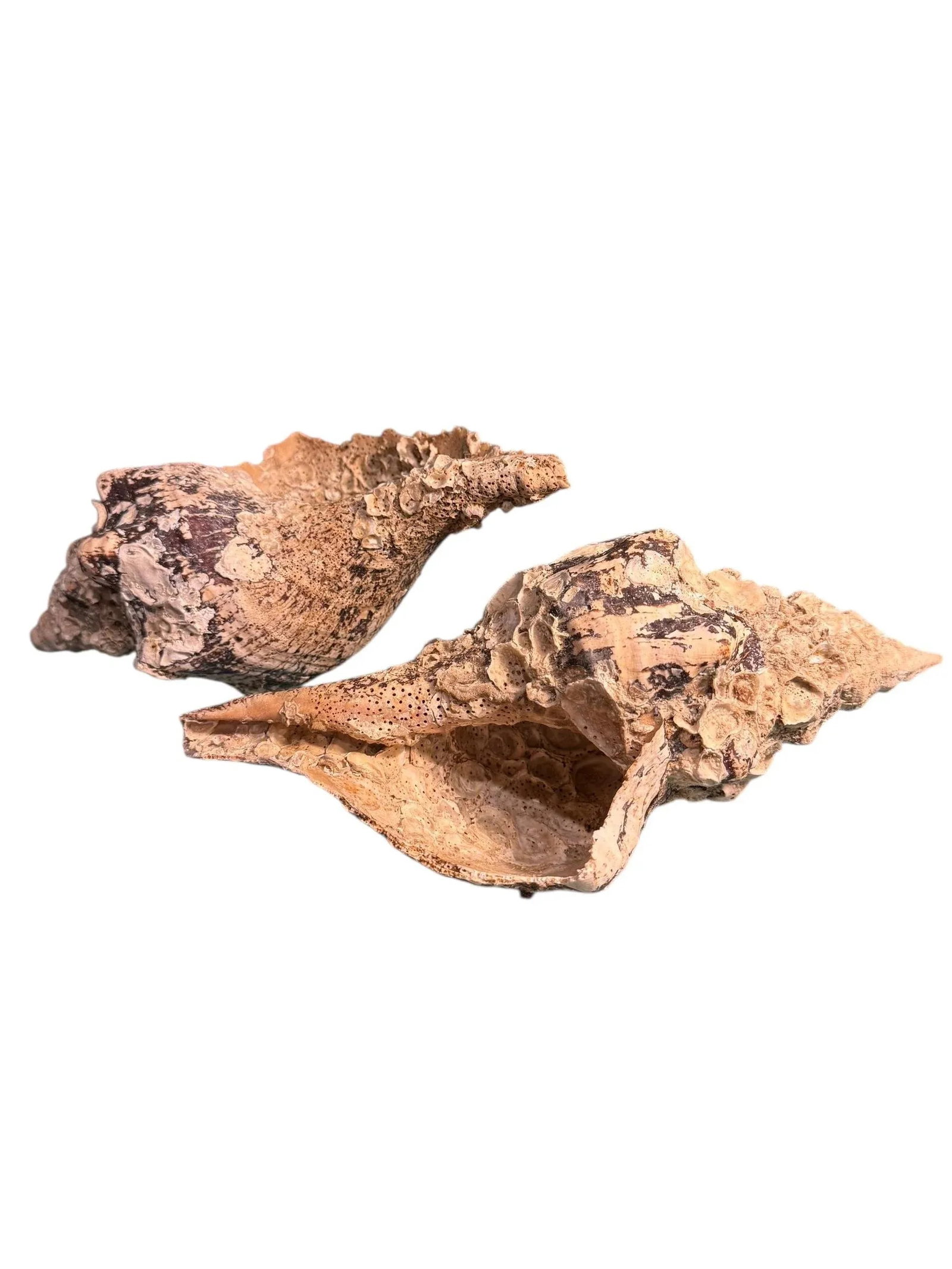Pair Vintage Natural Horse Conch Seashell Specimen Organic Decor - 2