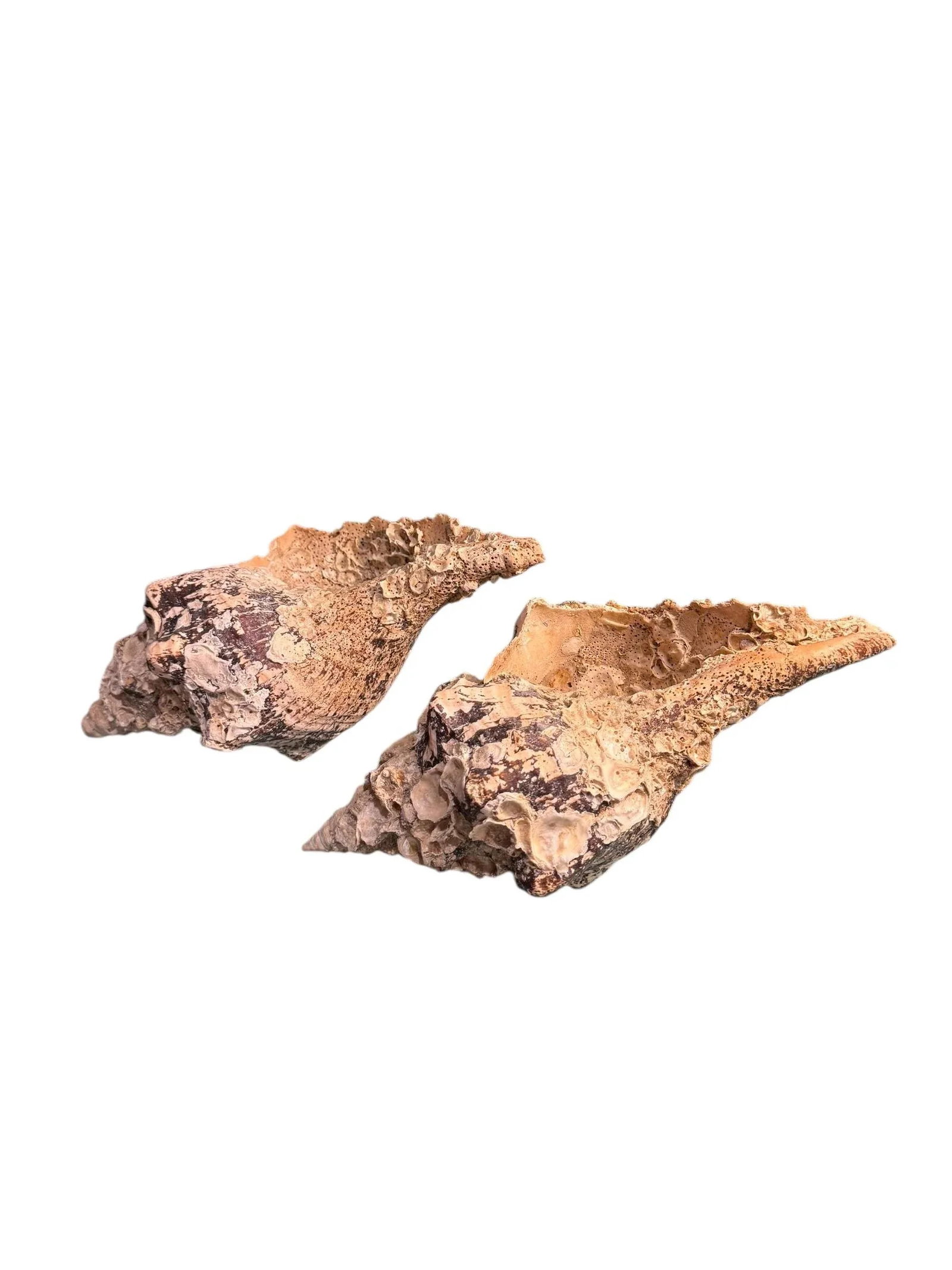 Pair Vintage Natural Horse Conch Seashell Specimen Organic Decor - 3