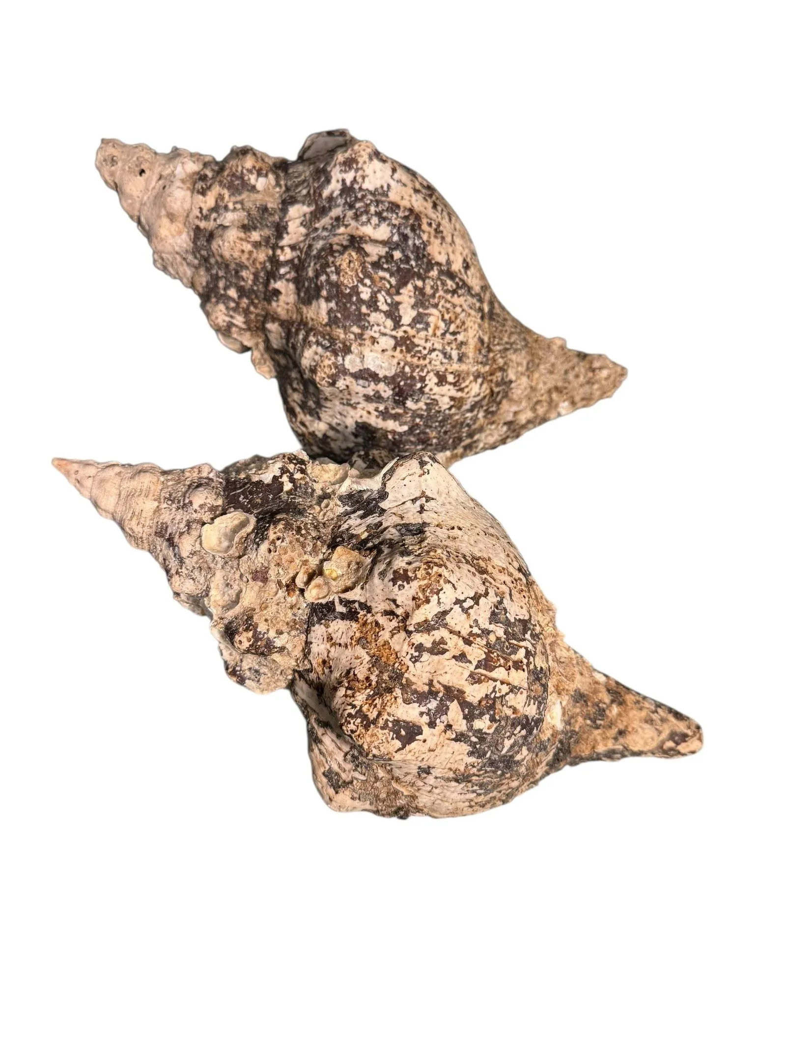 Pair Vintage Natural Horse Conch Seashell Specimen Organic Decor - 4