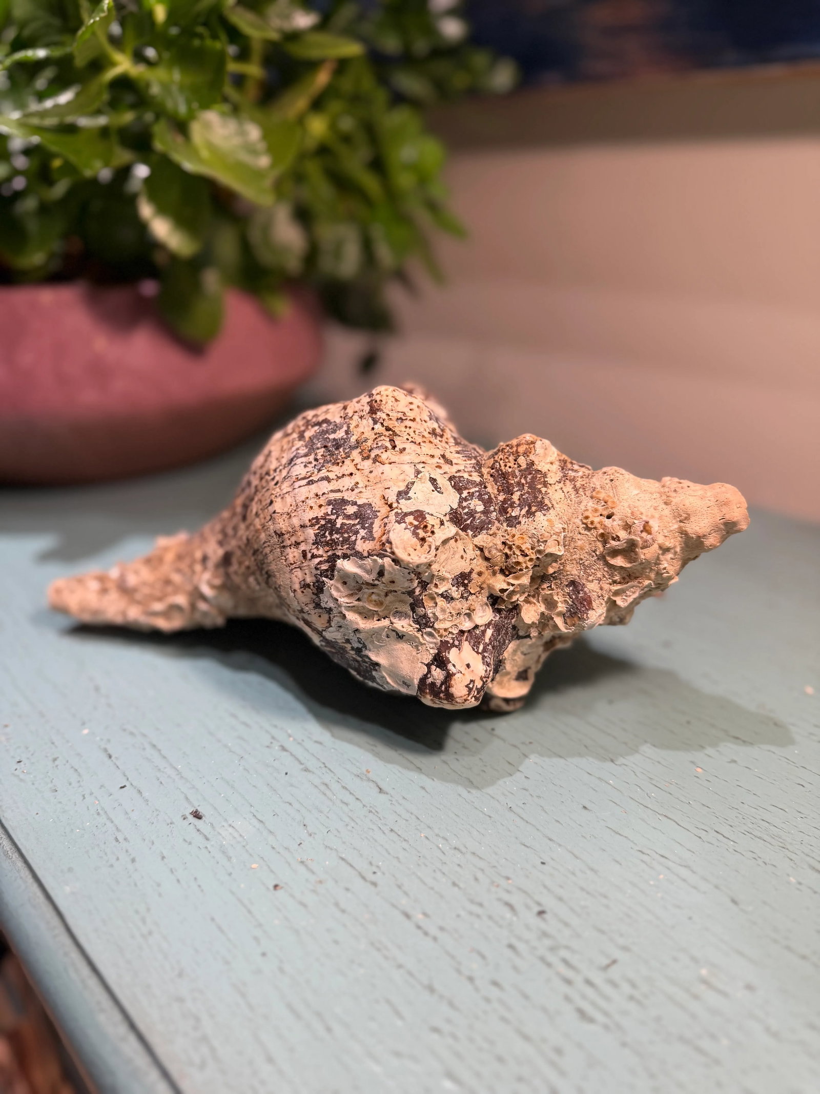 Pair Vintage Natural Horse Conch Seashell Specimen Organic Decor - 5