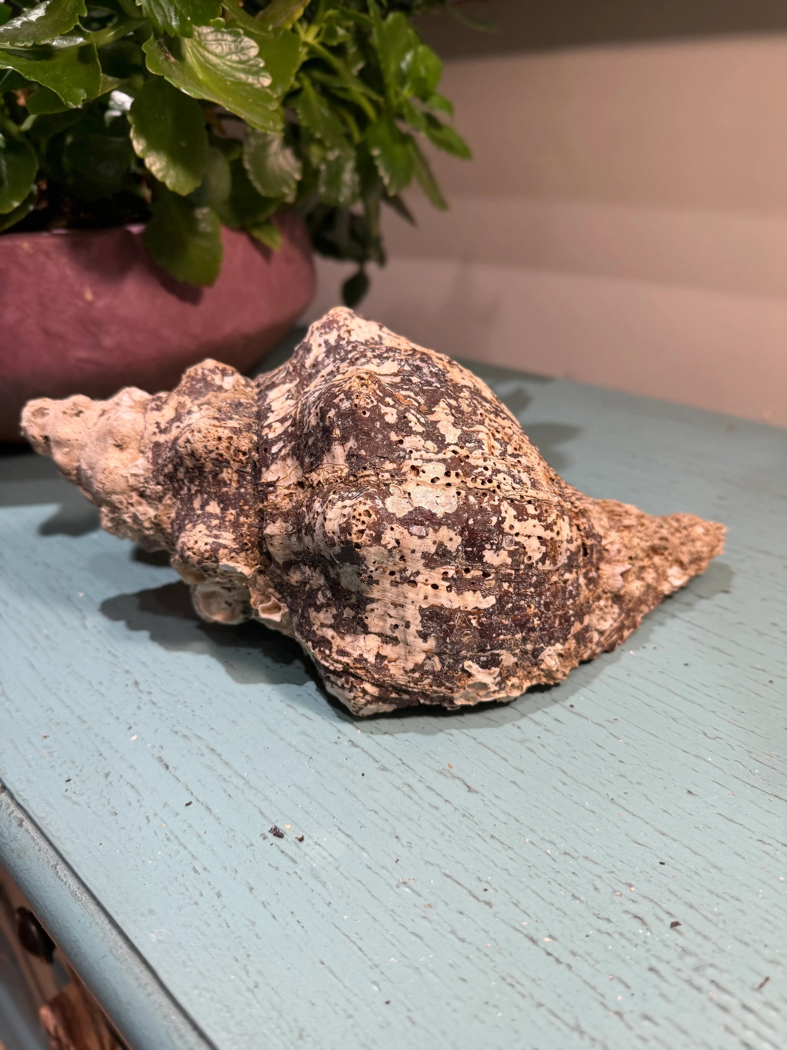 Pair Vintage Natural Horse Conch Seashell Specimen Organic Decor - 6