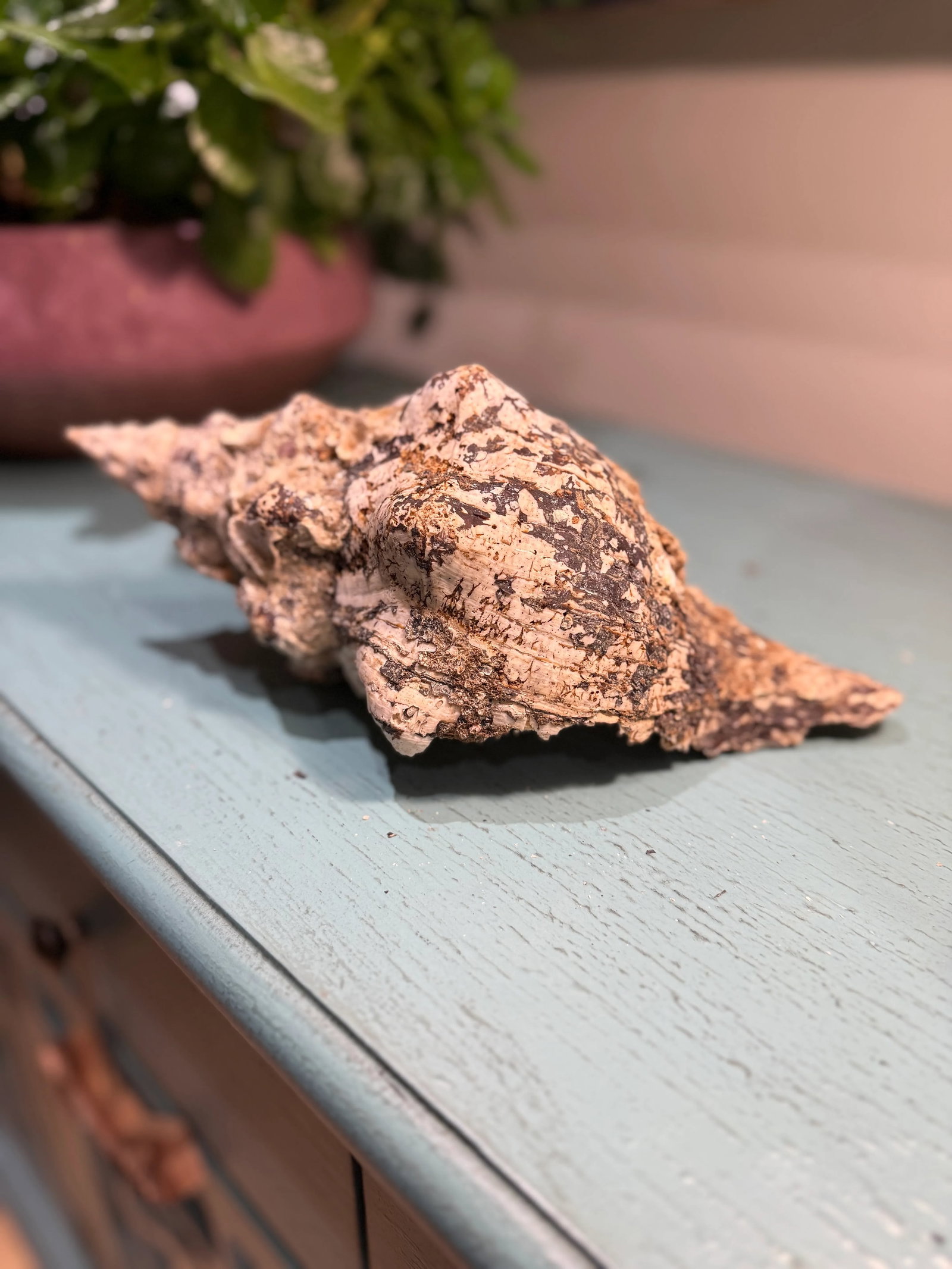 Pair Vintage Natural Horse Conch Seashell Specimen Organic Decor - 7