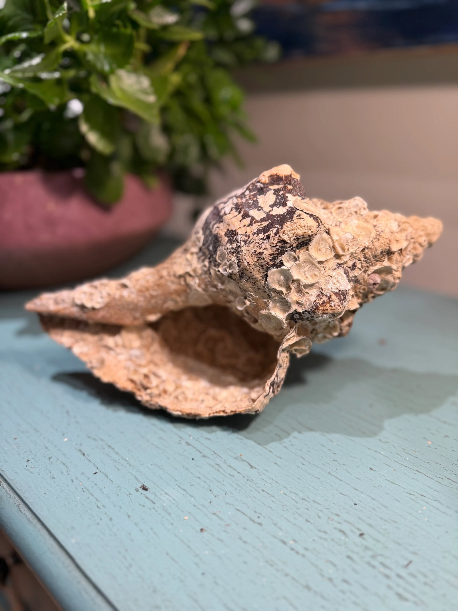 Pair Vintage Natural Horse Conch Seashell Specimen Organic Decor - 8