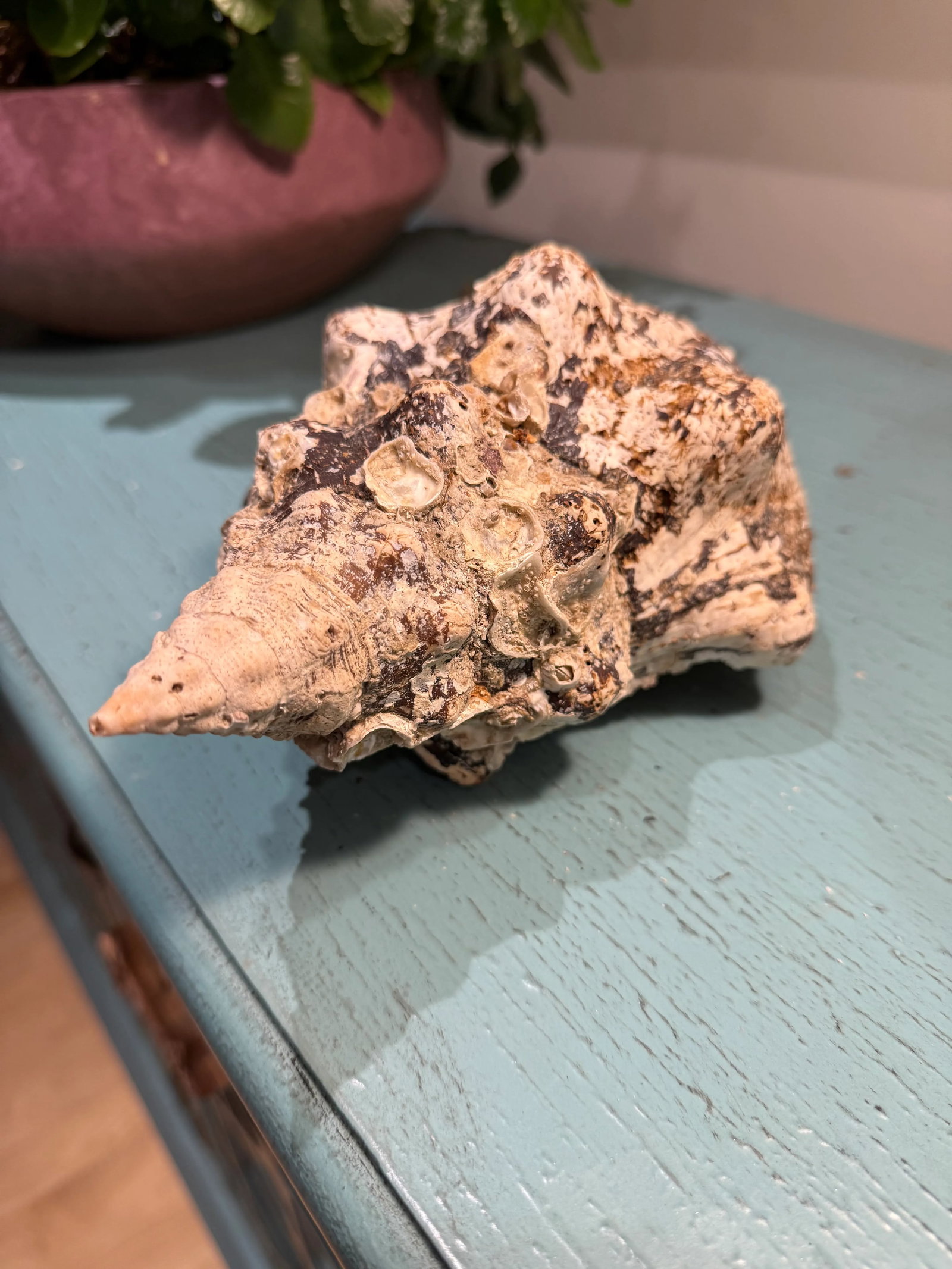 Pair Vintage Natural Horse Conch Seashell Specimen Organic Decor - 9