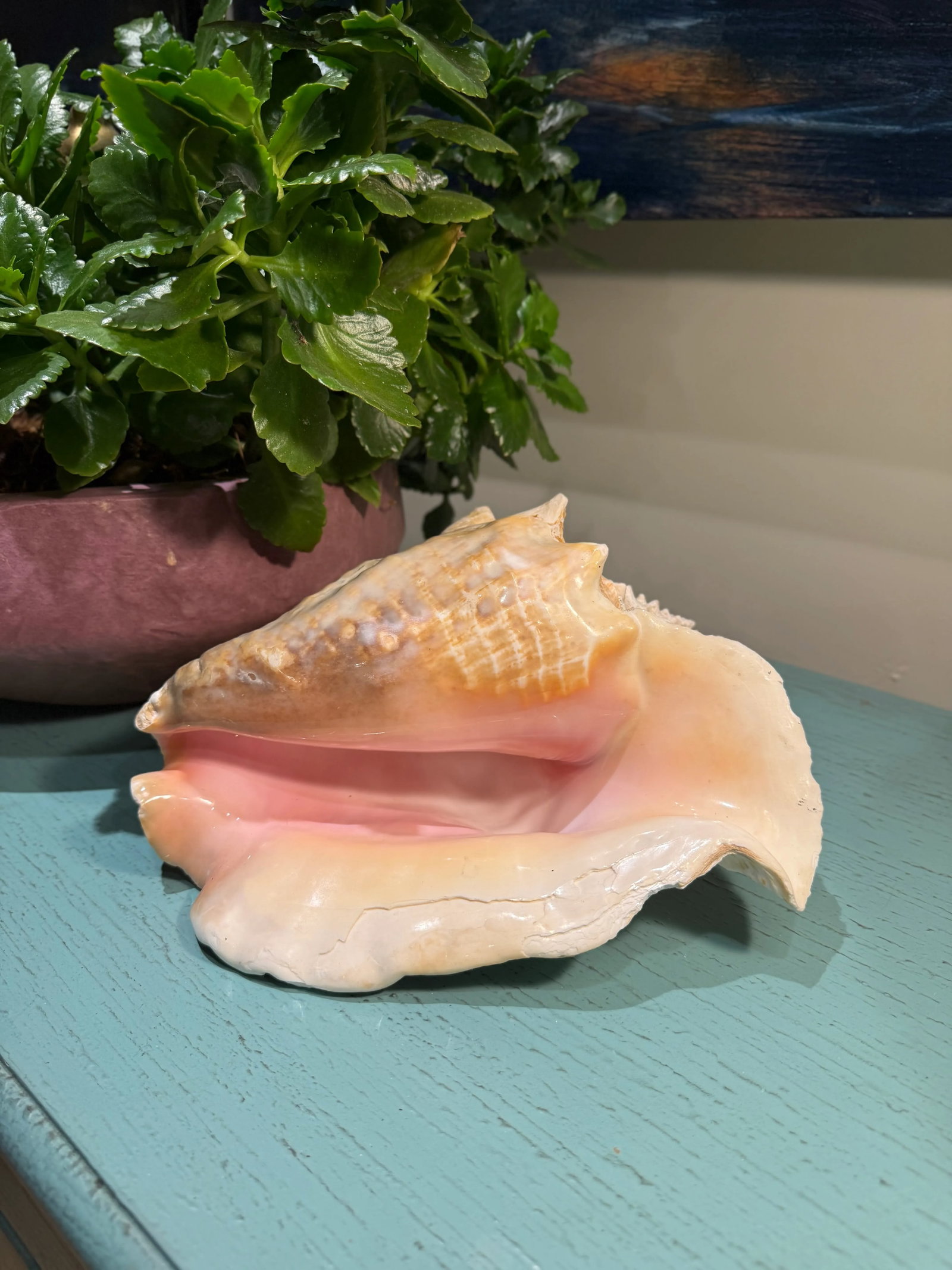 Large Natural Conch Seashell - 10