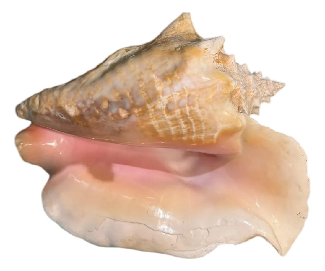 Large Natural Conch Seashell (1 of 10)