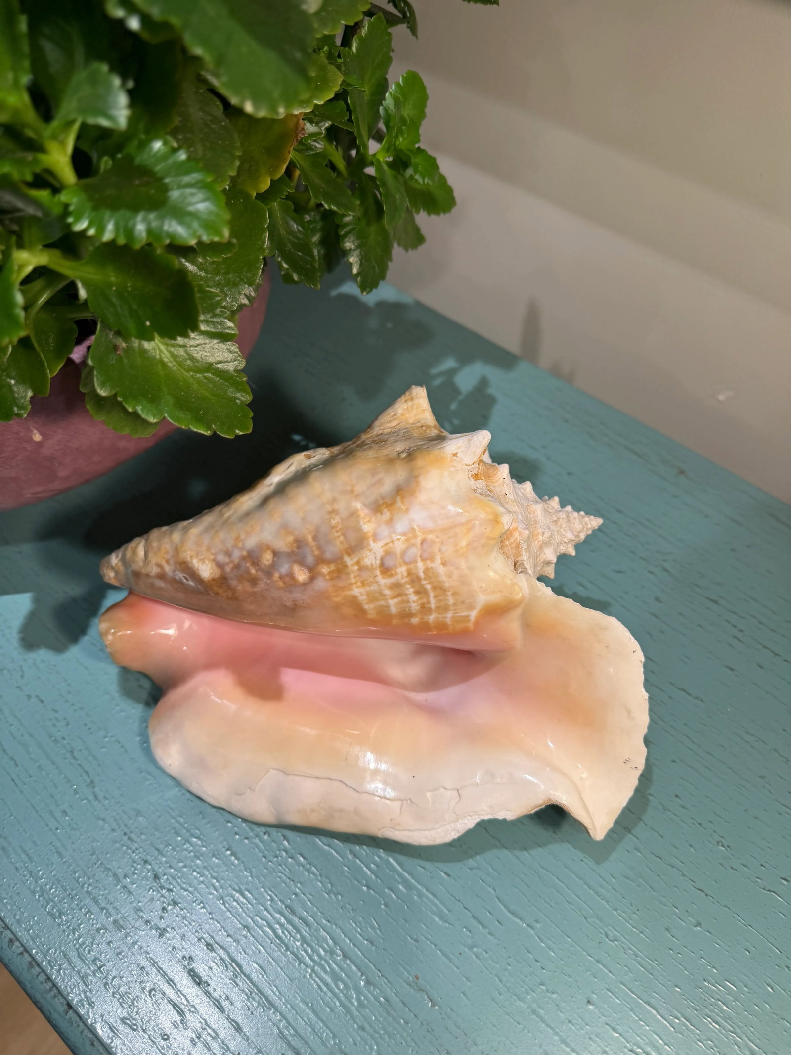 Large Natural Conch Seashell - 2