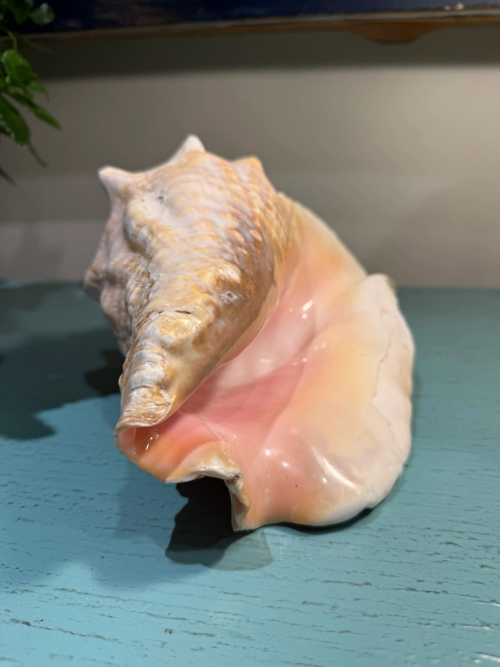 Large Natural Conch Seashell - 3