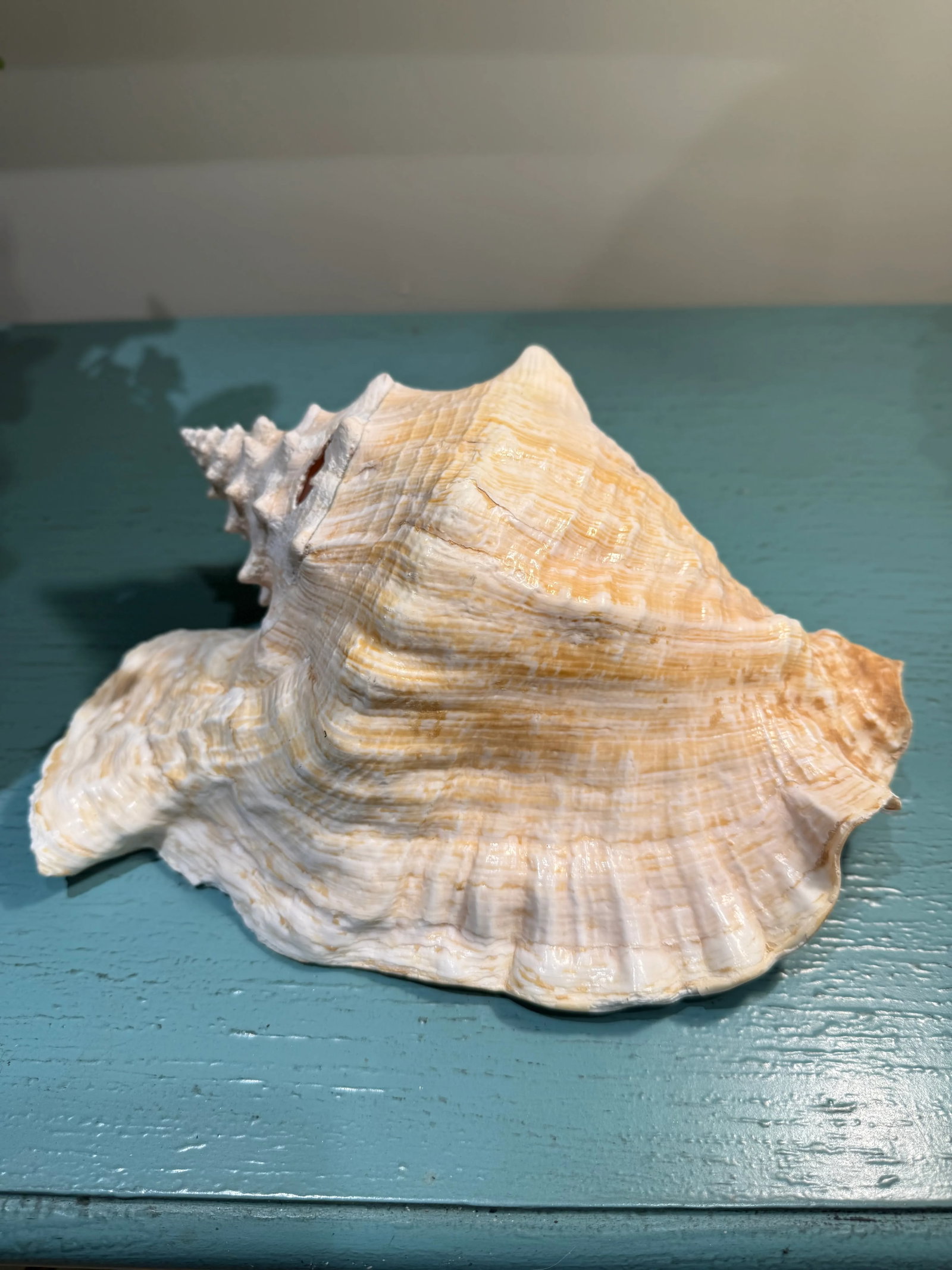 Large Natural Conch Seashell - 4