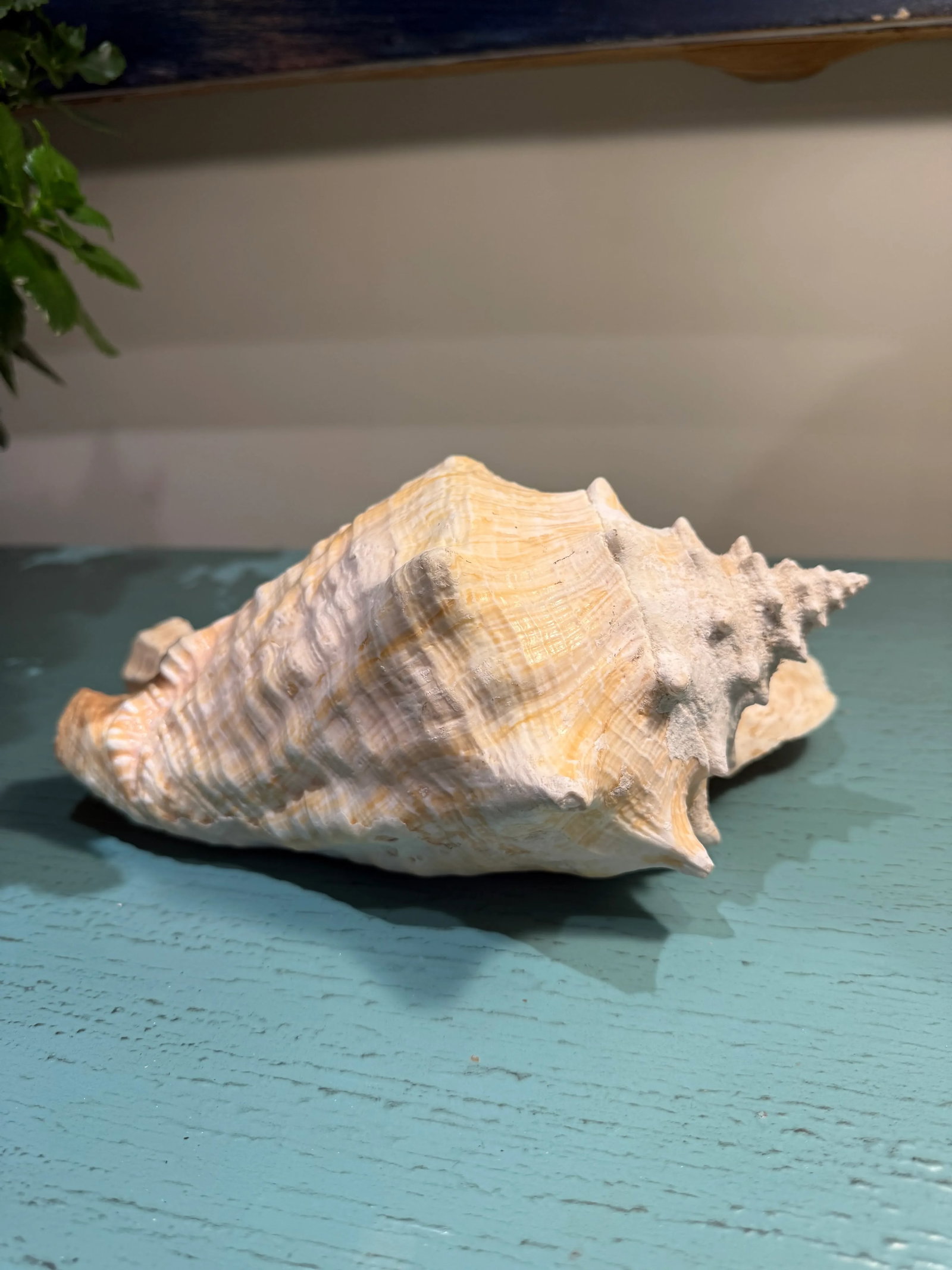 Large Natural Conch Seashell - 5