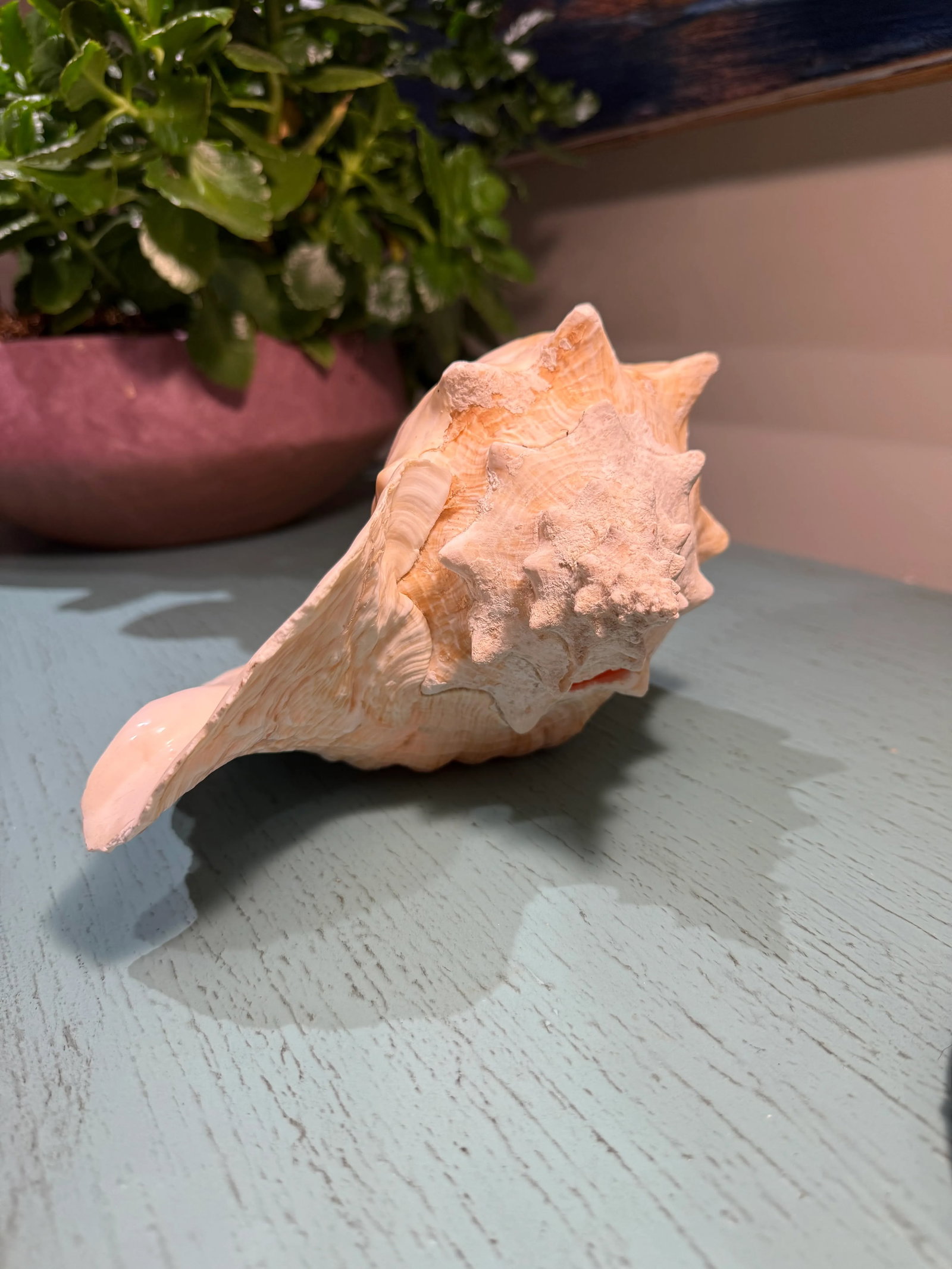 Large Natural Conch Seashell - 6