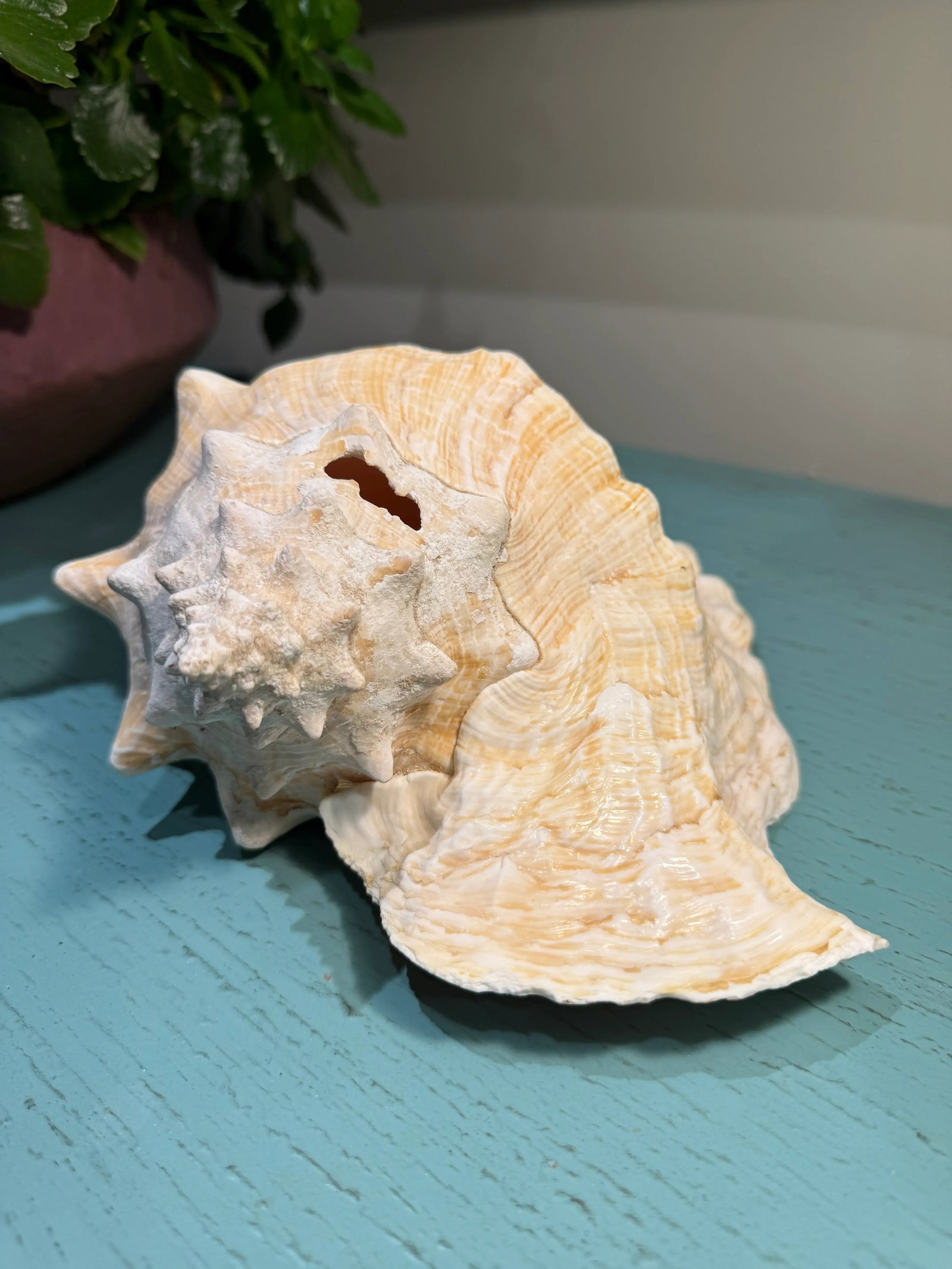 Large Natural Conch Seashell - 7