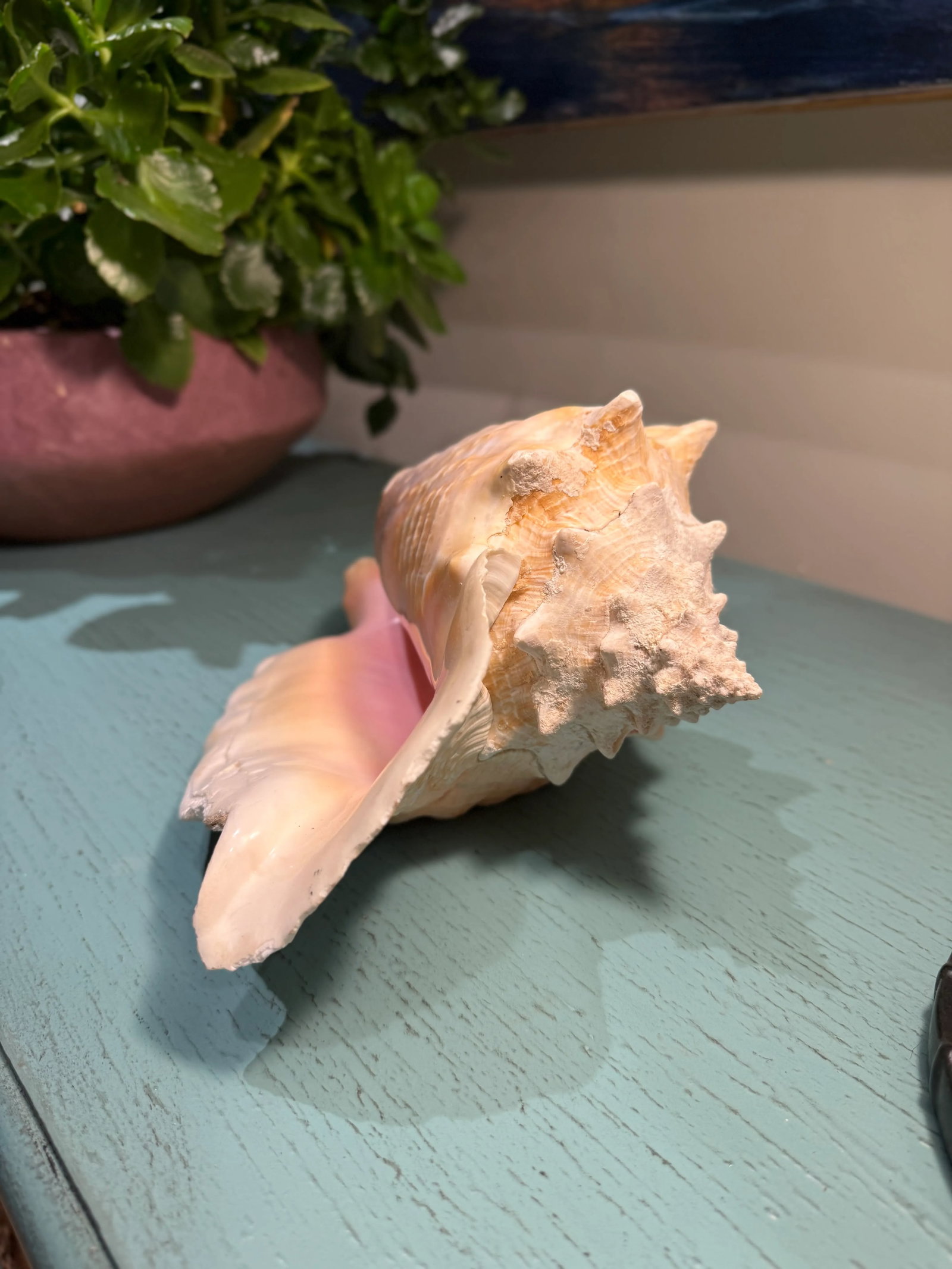 Large Natural Conch Seashell - 8