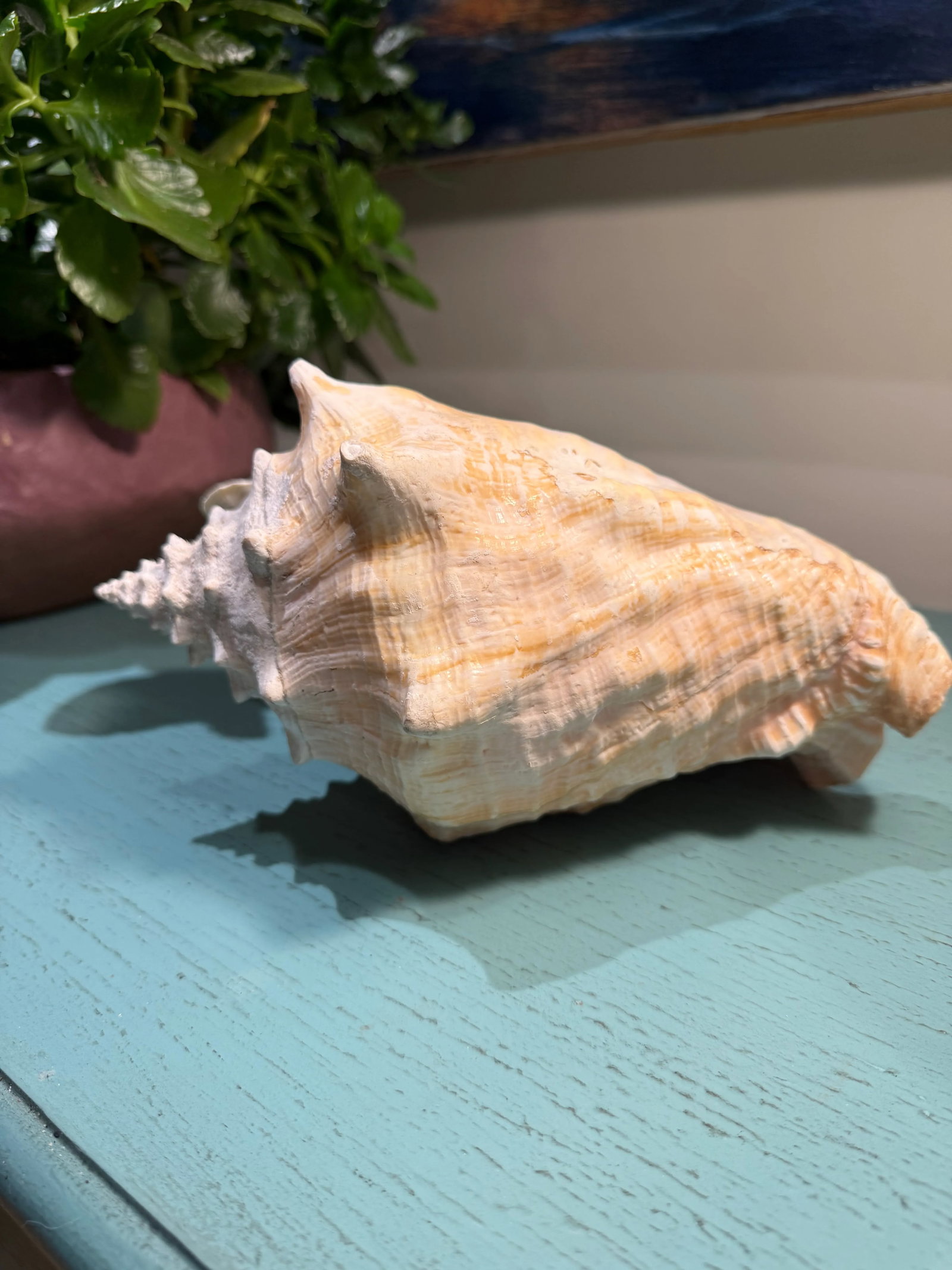 Large Natural Conch Seashell - 9
