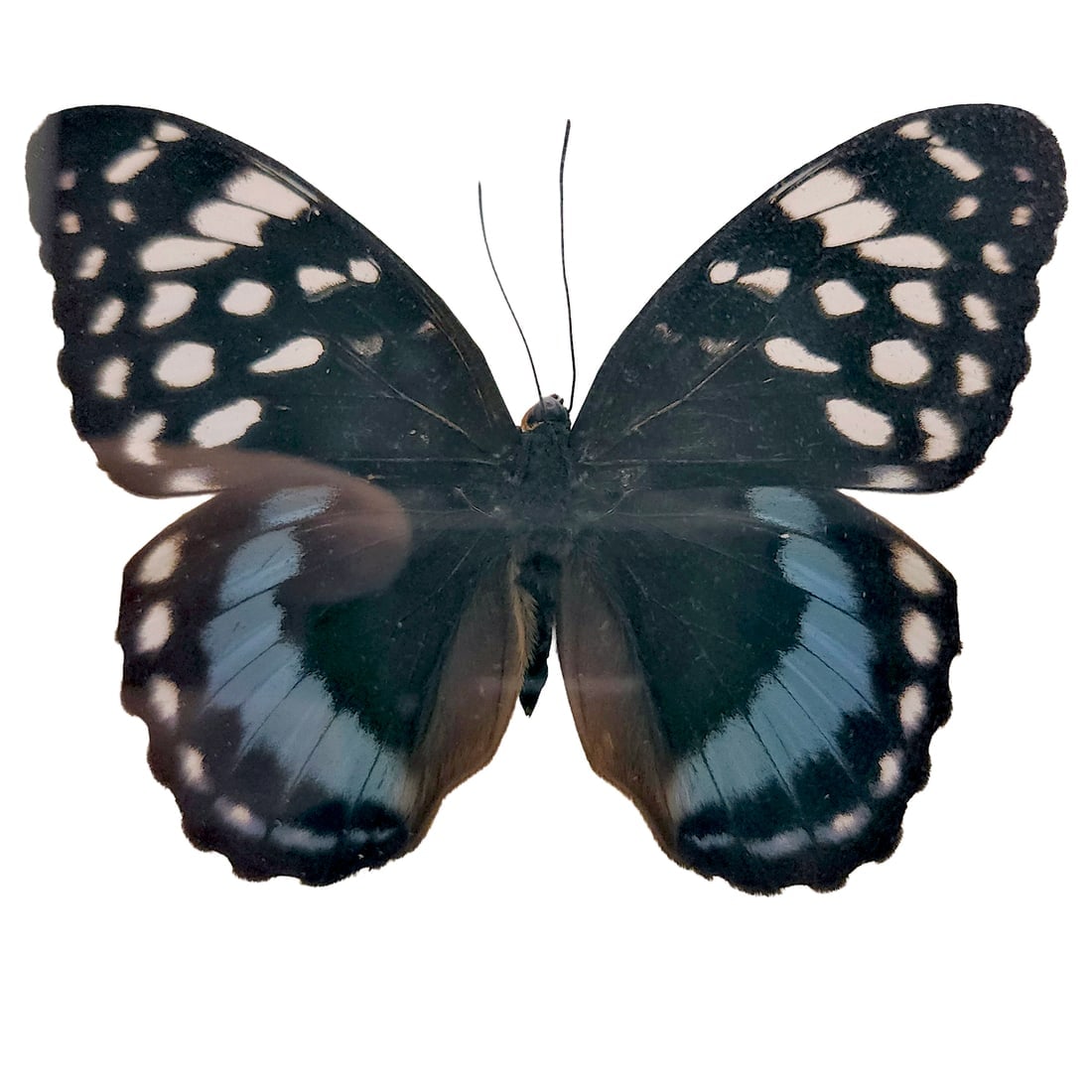 Male Archduke butterfly, Lexias satrapes Framed Under Glass (1 of 5)