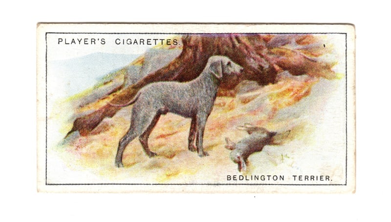 Bedlington Terrier Dog Player's Cigarettes Trade Card: Title: Bedlington Terrier Dog Player's Cigarettes Trade CardDimension: 1 1/2" tall x 2 5/8" wide.Date: Ca. 1940s-50sAdditional Information: Offering a Bedlington Terrier Dog Series No. 40,