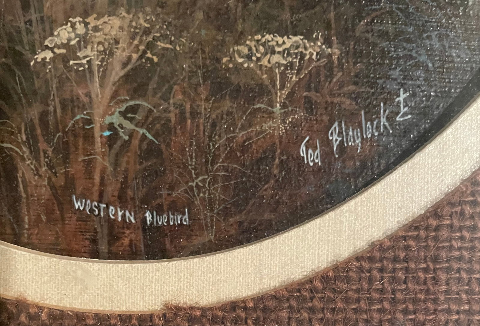 Western Bluebird - 2