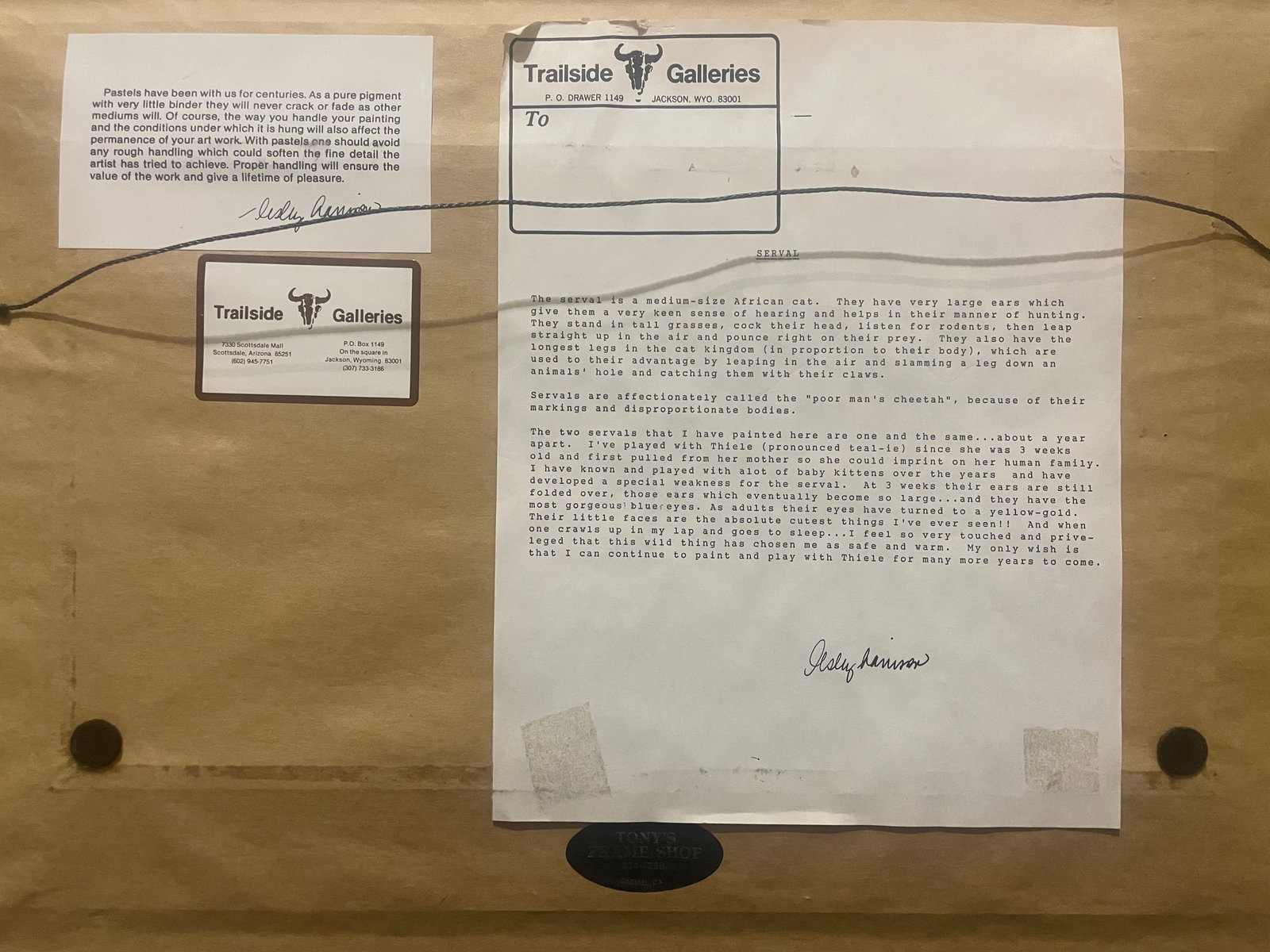 Serval - African Cat - 2