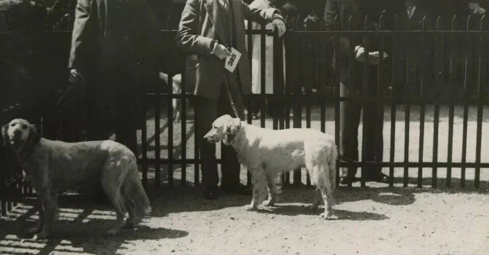 1930 Dog Show Original Vintage Photograph - 3