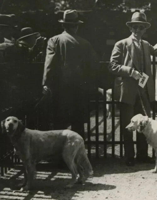 1930 Dog Show Original Vintage Photograph - 4