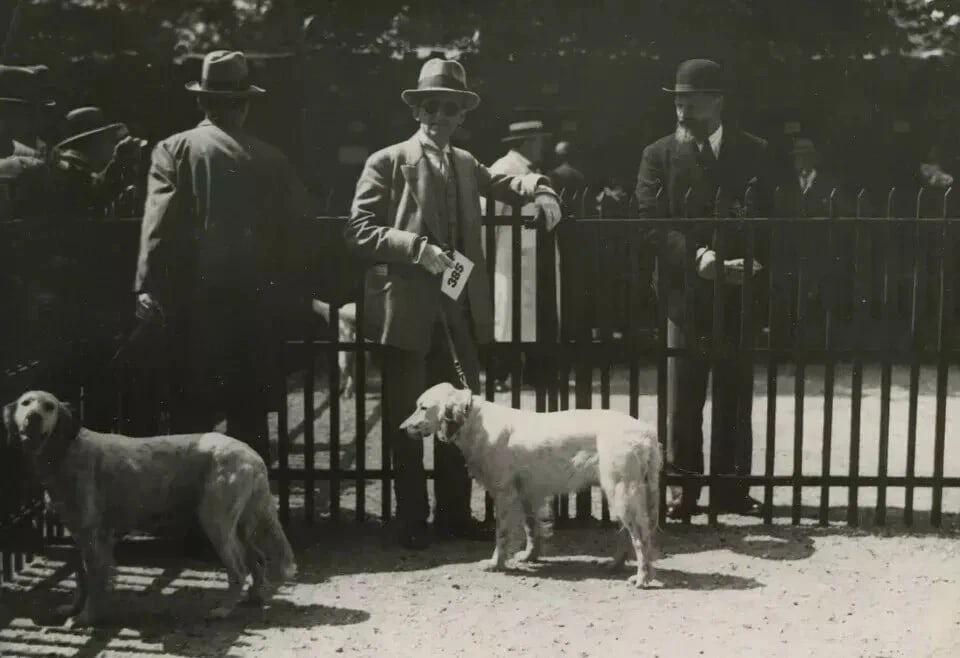 1930 Dog Show Original Vintage Photograph - 5
