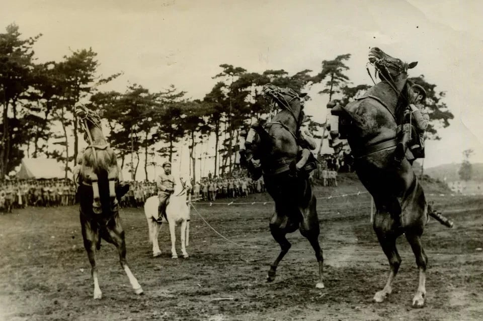 1920 Horses The Crown Prince Life in Japan - Vintage Photography Original - 2
