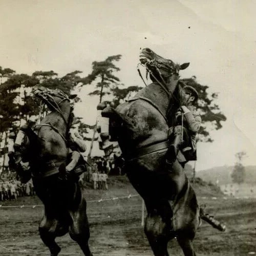 1920 Horses The Crown Prince Life in Japan - Vintage Photography Original - 6