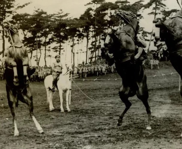 1920 Horses The Crown Prince Life in Japan - Vintage Photography Original - 7