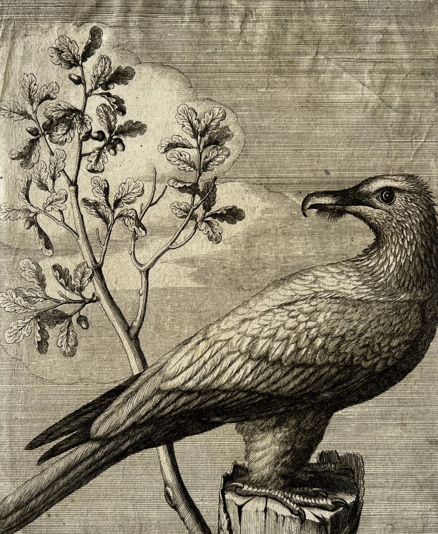 Antique Original Etching Nicolas Robert (1614-1685) Vautour, Bird: Title: Antique Original Etching Nicolas Robert (1614-1685) Vautour, BirdDescription: 23 x 18.5 cm (size of the print) Reserve: $150.00 Shipping:Domestic: Flat-rate of $25.00 to anywhere within