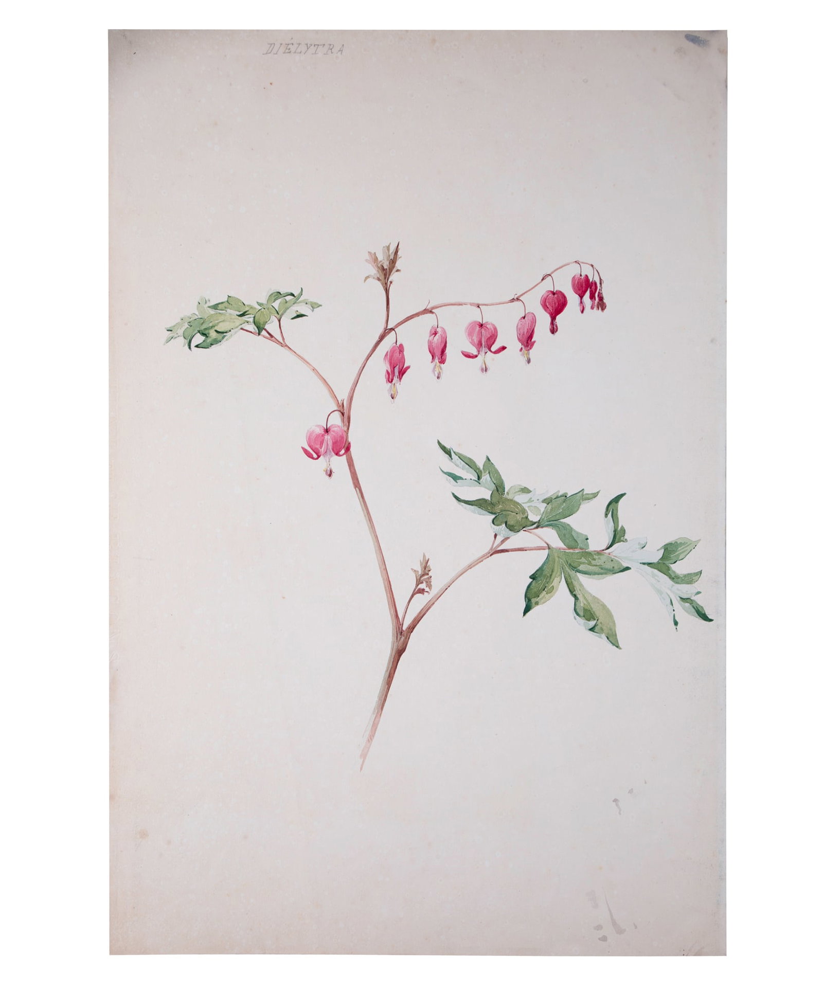 FRENCH aquarellist painting of Dielytra Henri Adam 1890 (1 of 2)