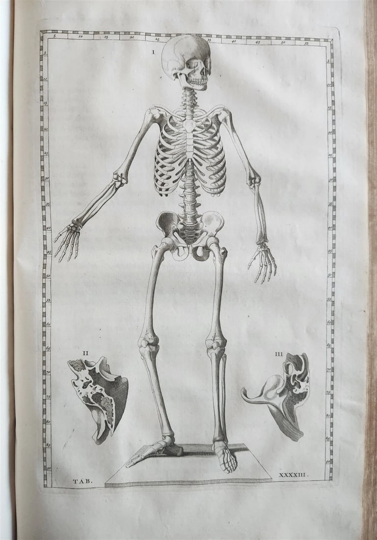 1744 ILLUSTRATED ANATOMY antique FOLIO Explicatio tabularum anatomicarum ALBINUS (1 of 13)