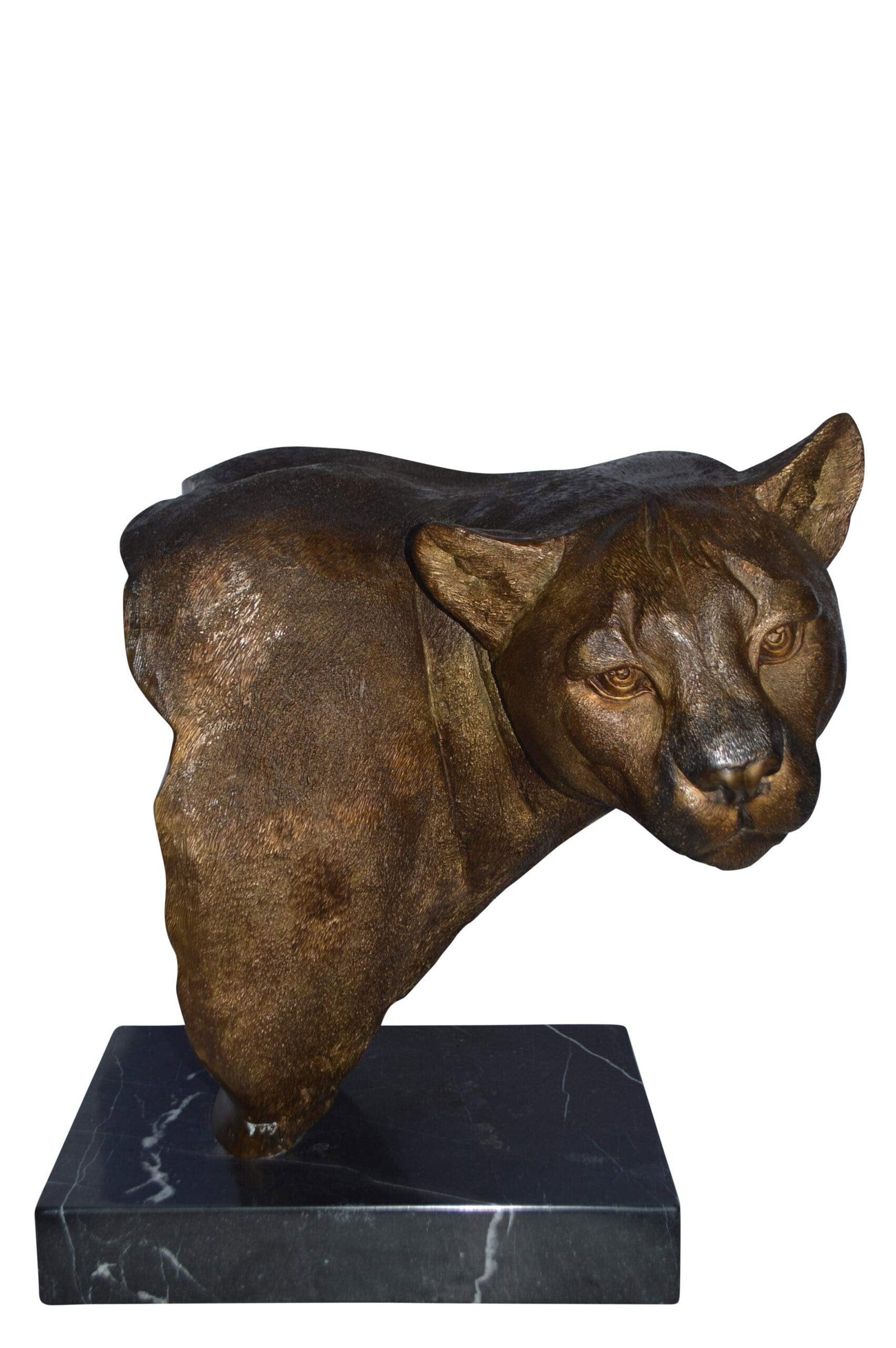 Mountain Lion Head bronze statue on a marble base - Size: 18"L x 15"W x 21"H.: Title:Mountain Lion Head bronze statue on a marble base - Size: 18"L x 15"W x 21"H.Description:The Mountain Lion AKA cougar, catamount, panther, and puma, is the widest of any large wild terrestrial