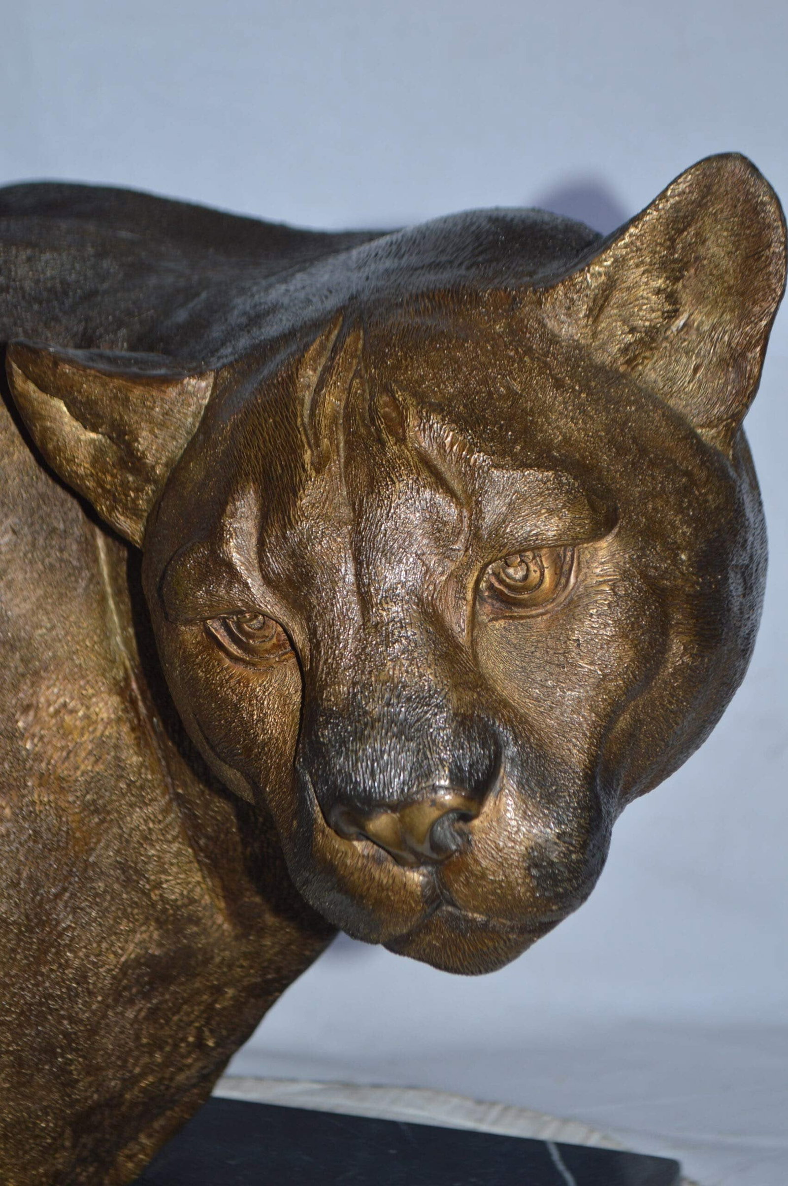 Mountain Lion Head bronze statue on a marble base - Size: 18"L x 15"W x 21"H. - 4