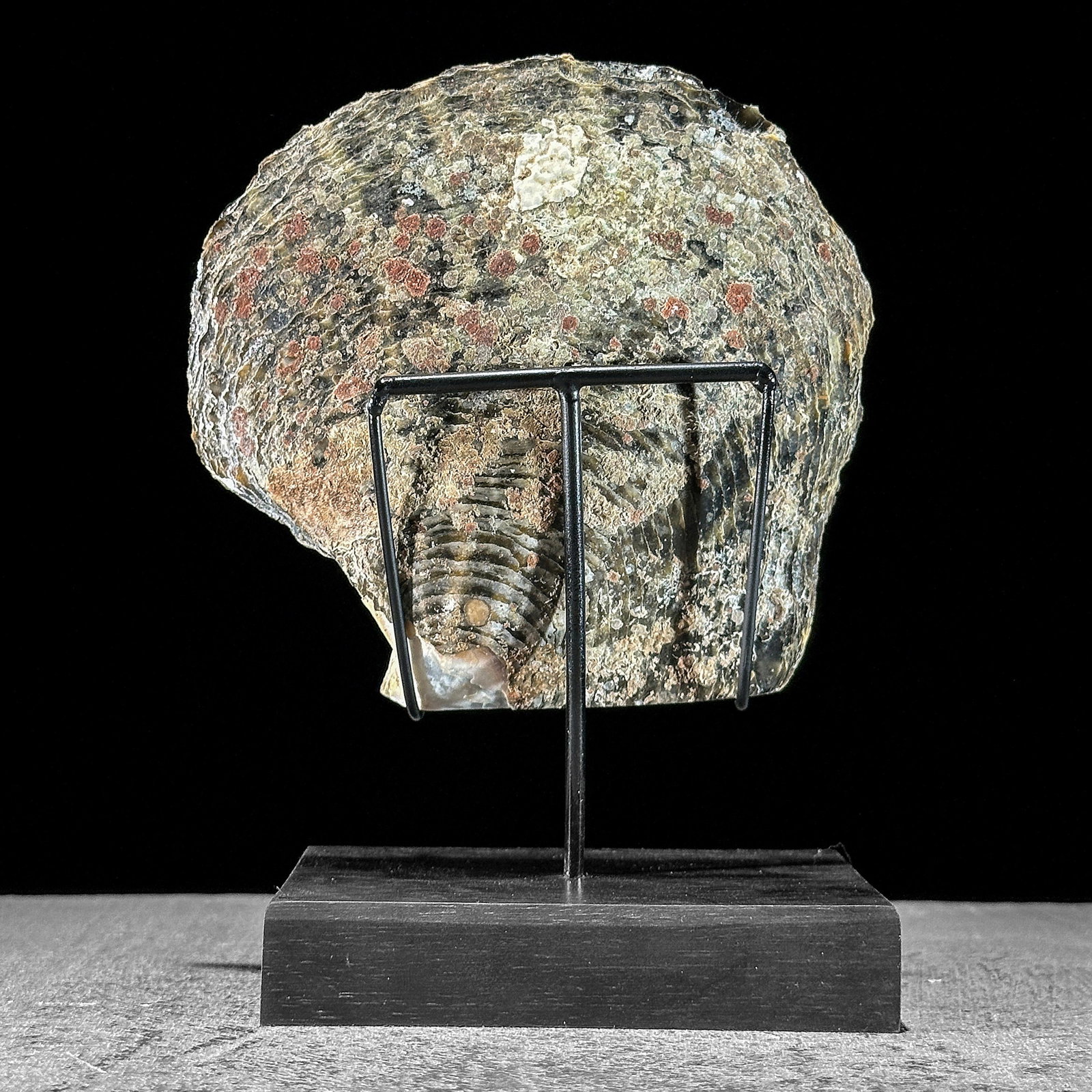 Engraved mother of pearl shell - Human skull motif - 9