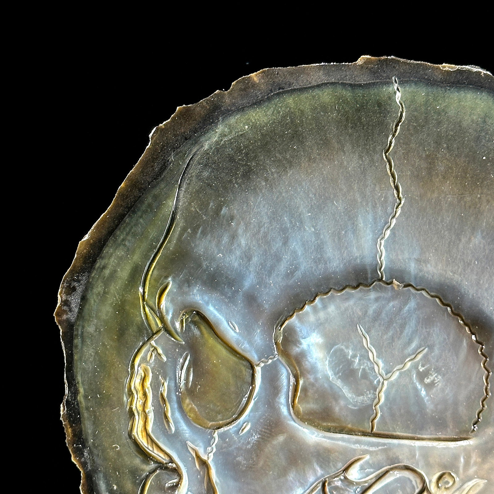 Engraved mother of pearl shell - Human skull motif - 3